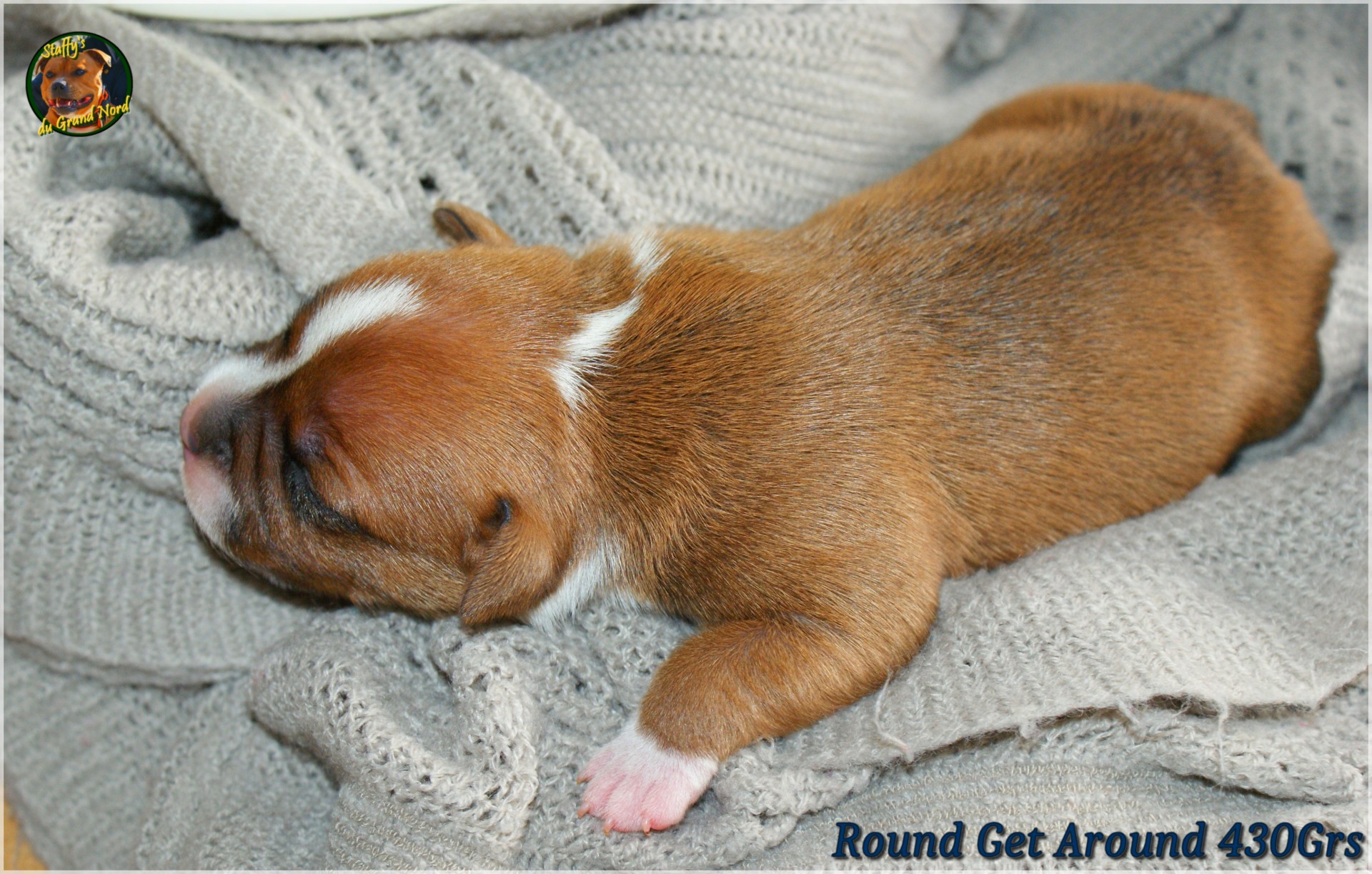 Staffys du grand nord