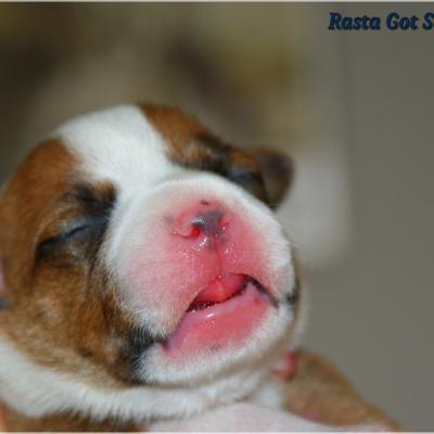 Chiots staffies 2020 (Nina et Boy)