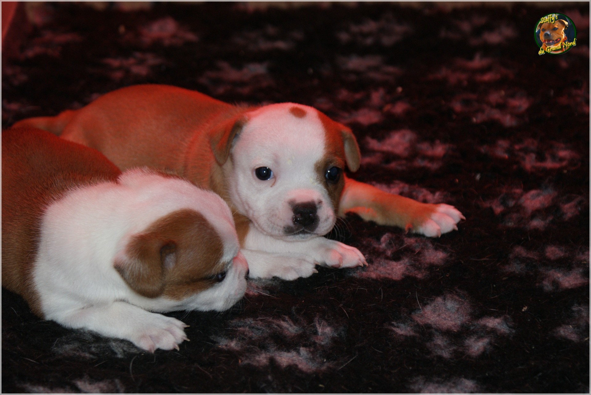 Chiot staffordshire bull terrier un mois
