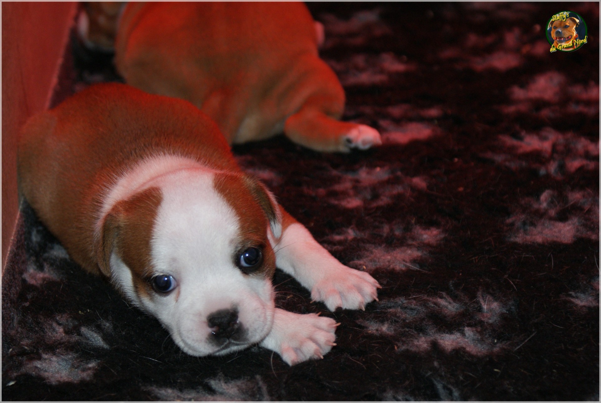 Chiot staffordshire bull terrier un mois