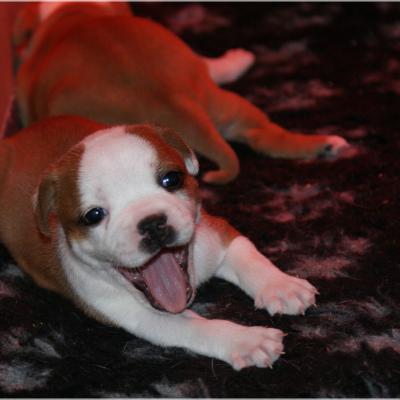 Chiots staffies 2020 (Eeva et Dyson)