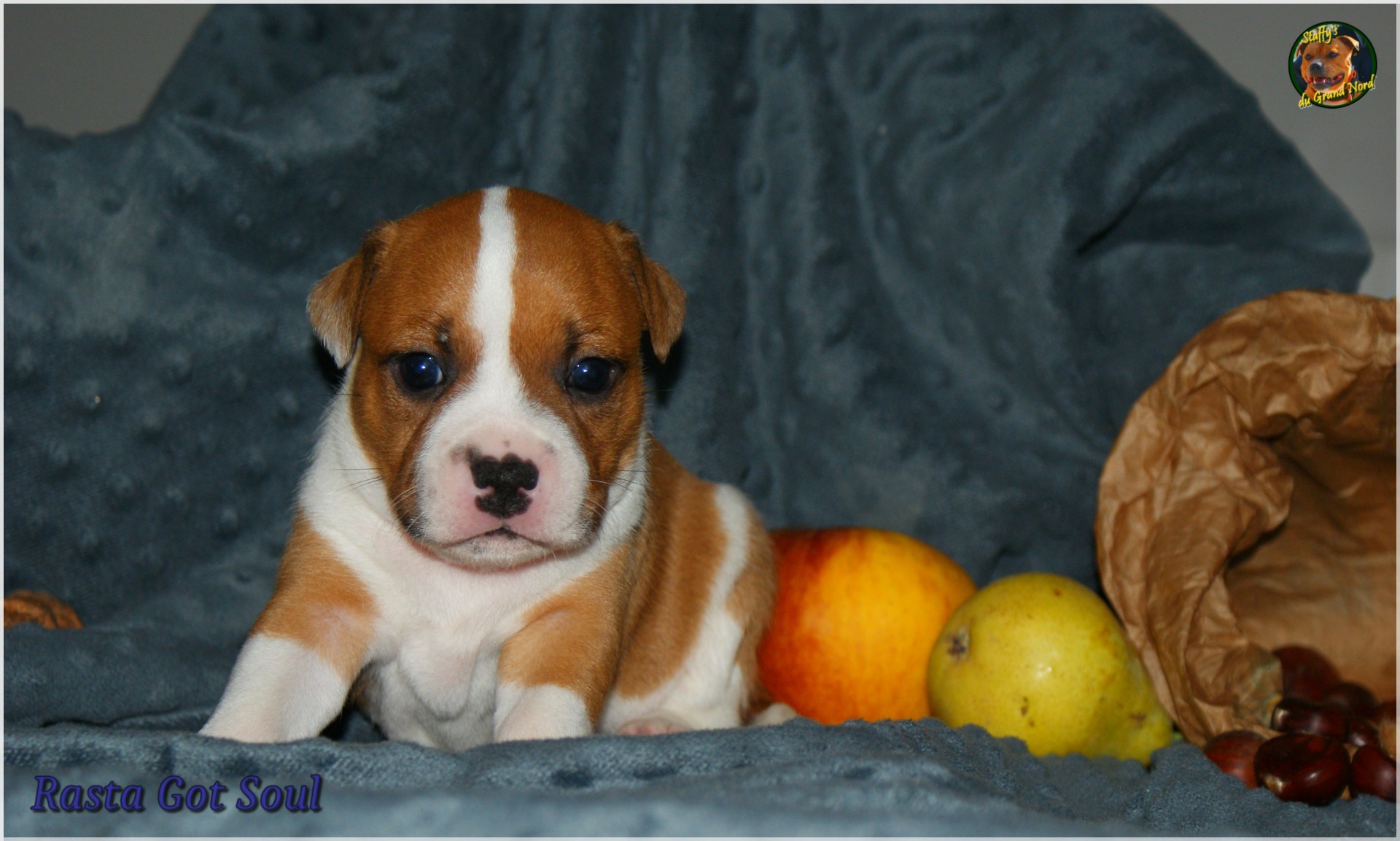 Chiot staffordshire bull terrier