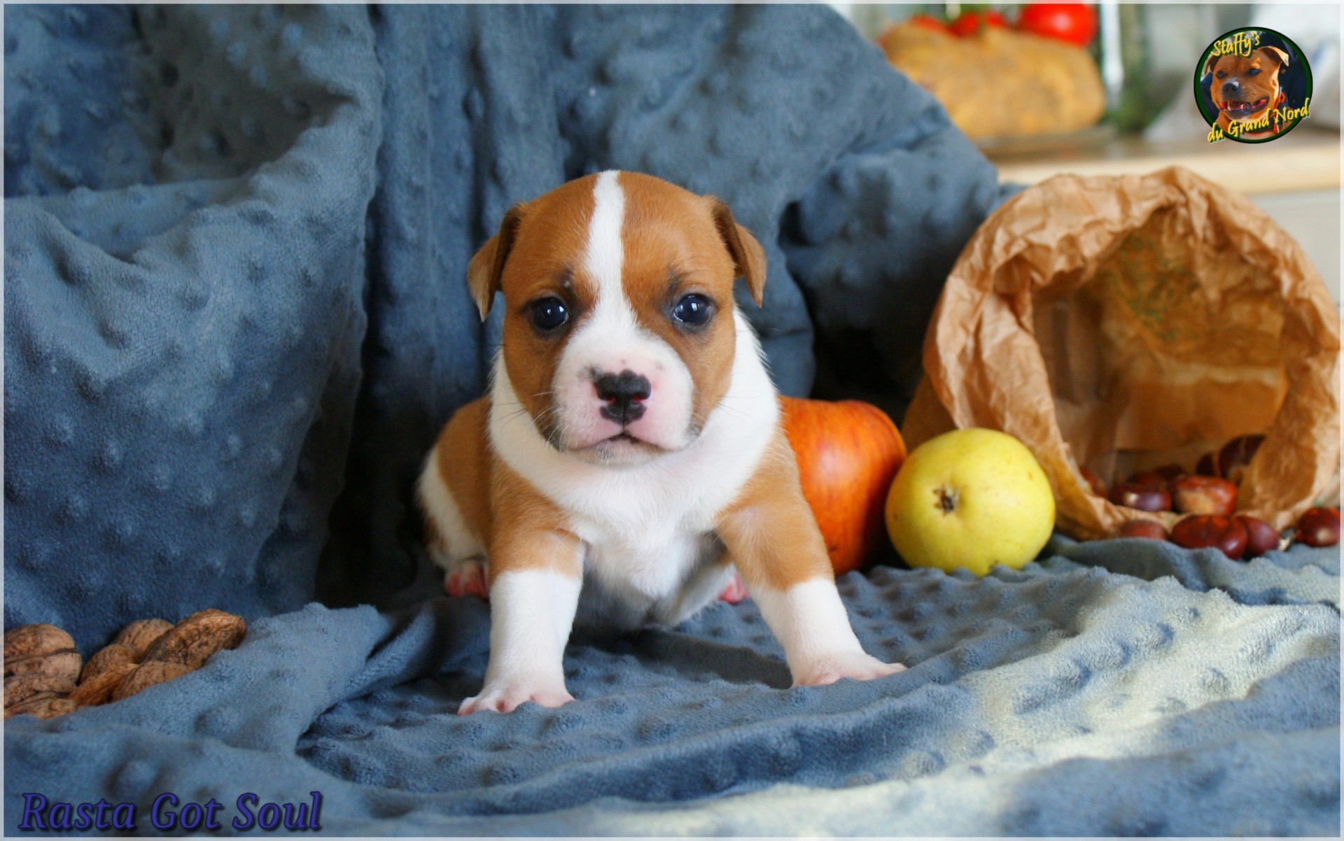 Chiot staffordshire bull terrier