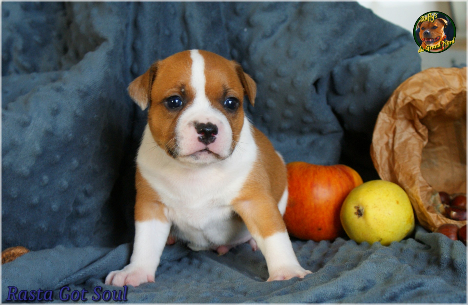 Chiot staffordshire bull terrier
