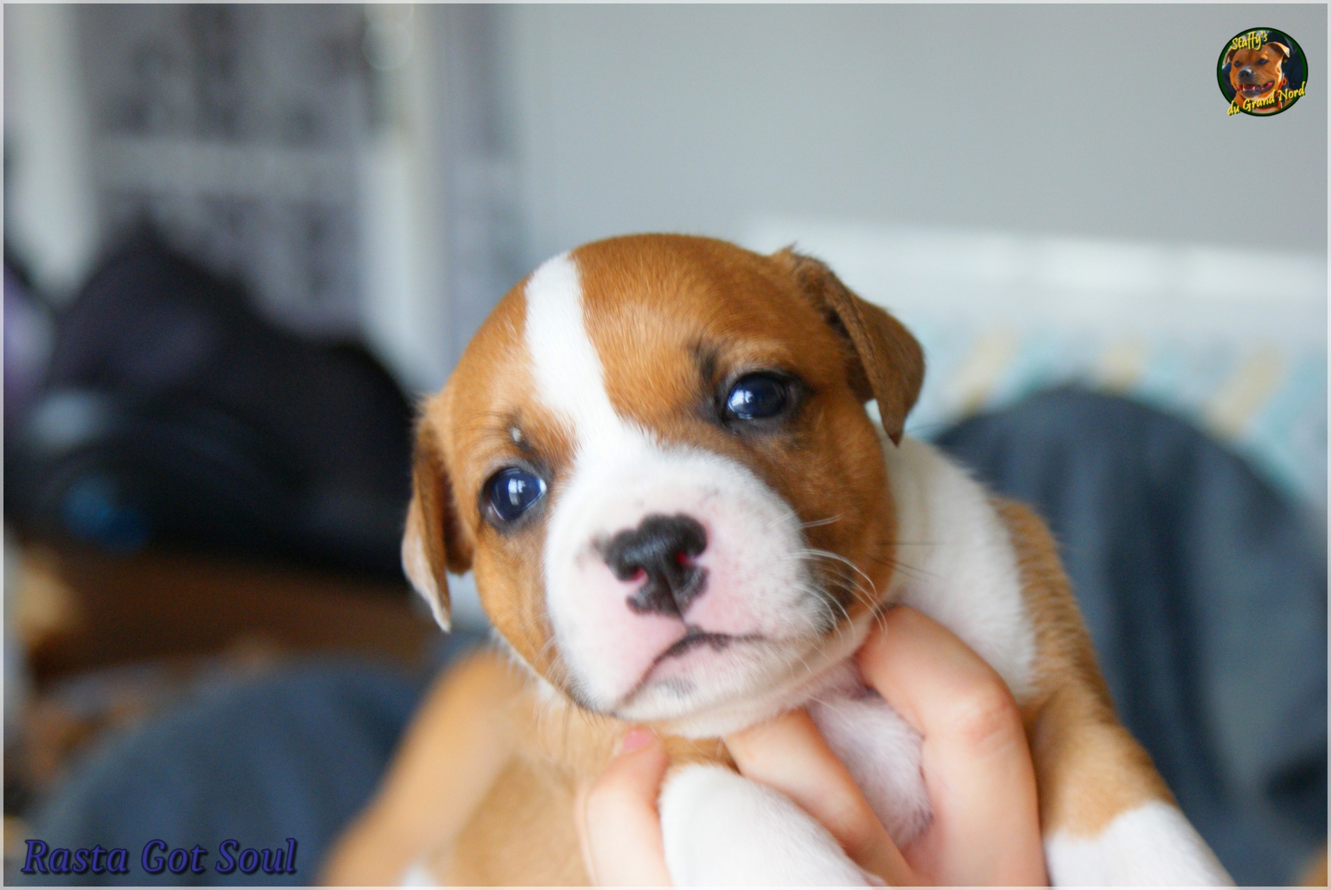 Chiot staffordshire bull terrier
