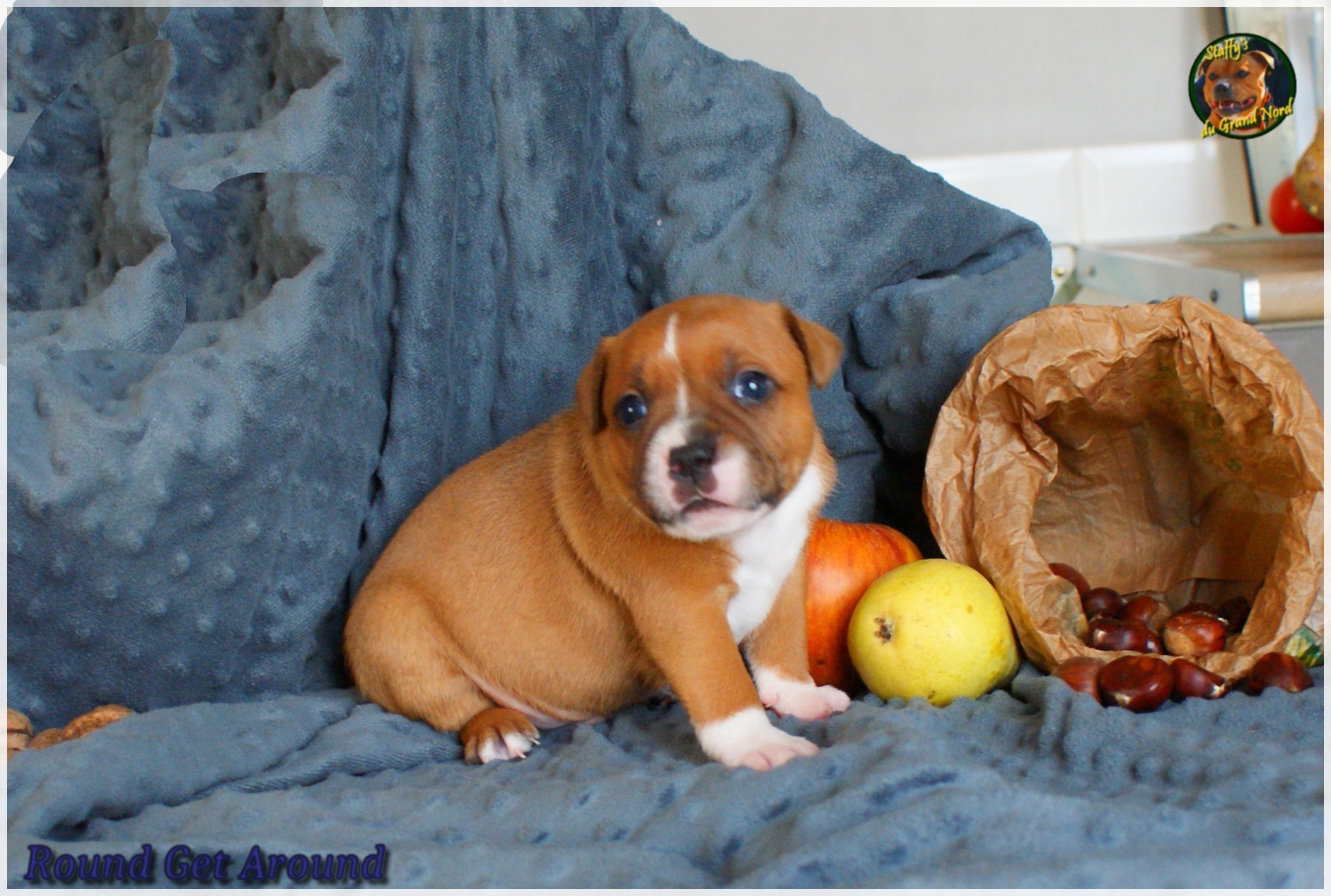 Chiot staffordshire bull terrier