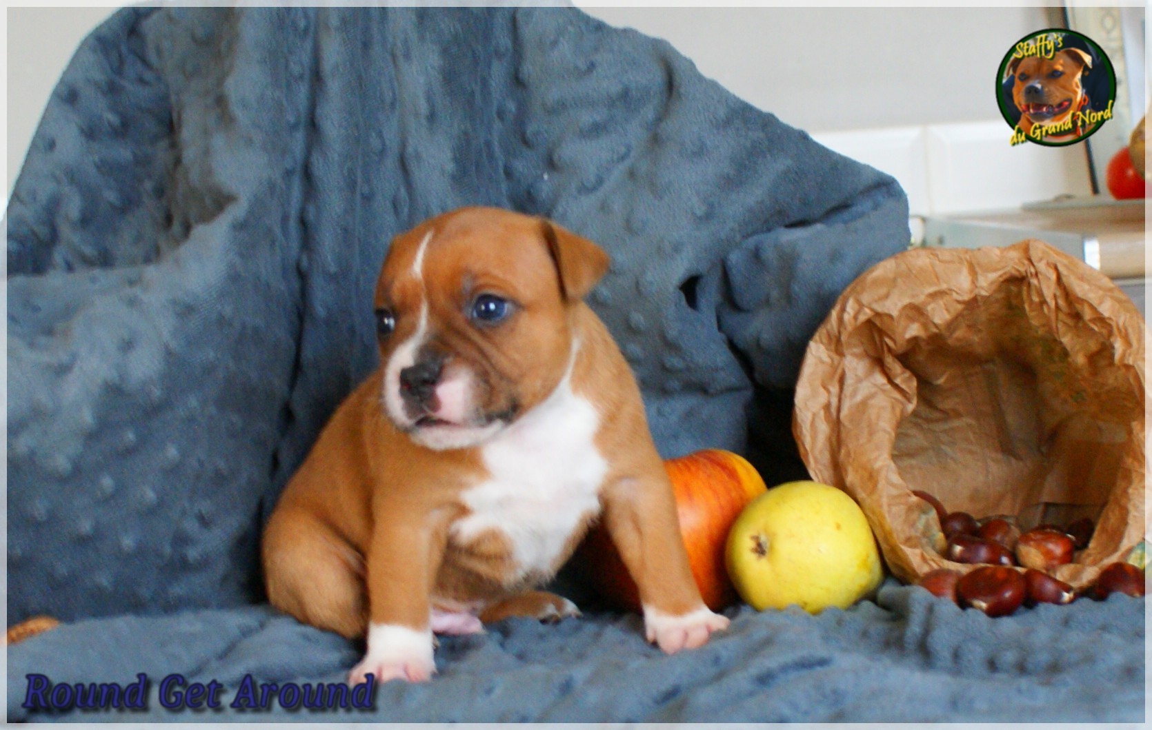 Chiot staffordshire bull terrier