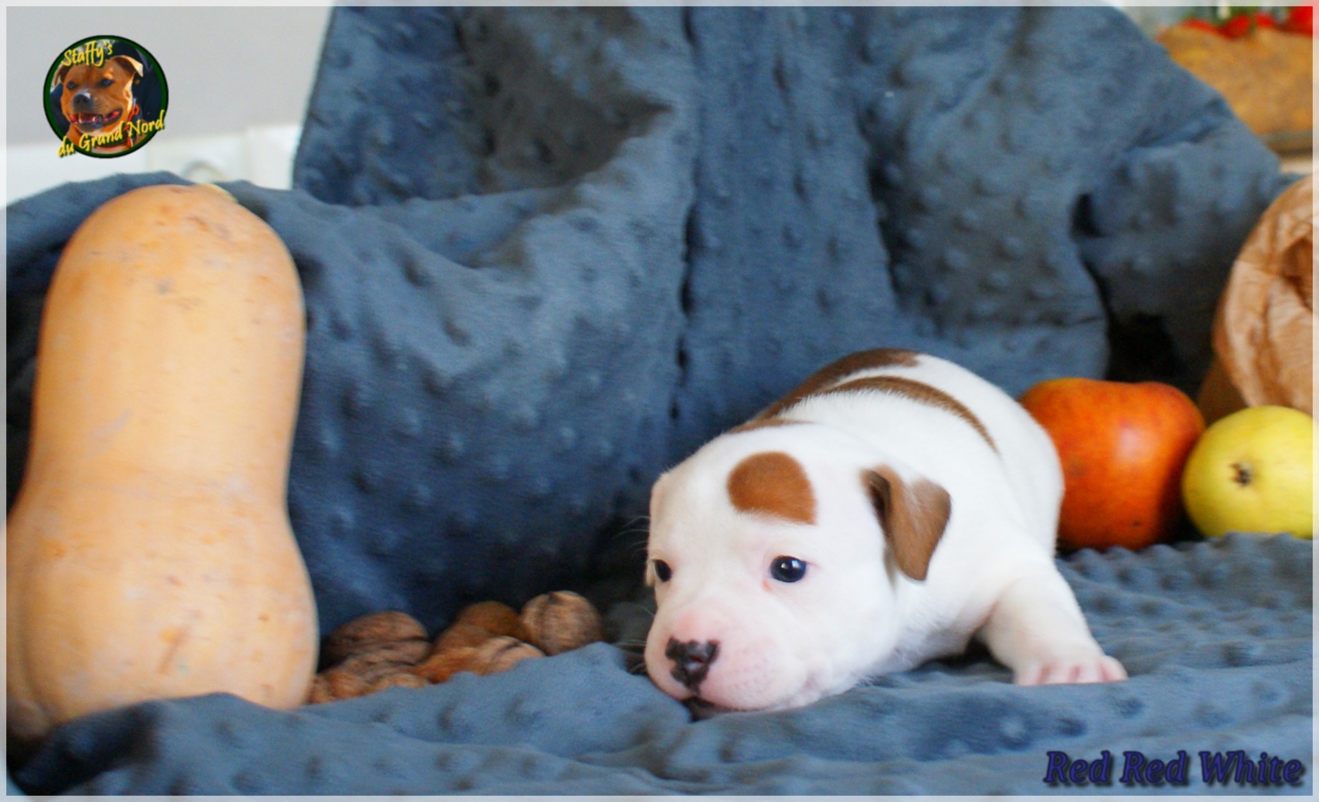 Chiot staffordshire bull terrier
