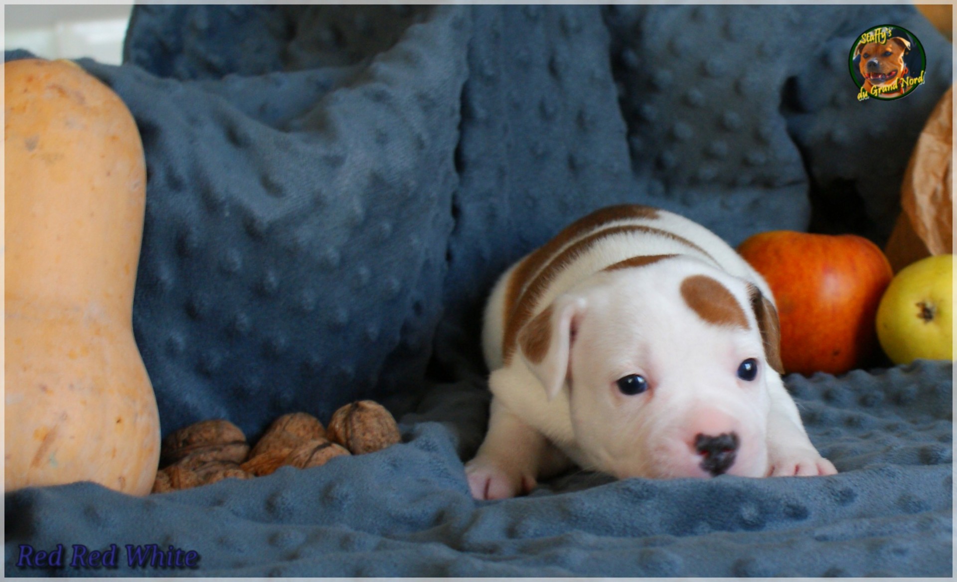 Chiot staffordshire bull terrier