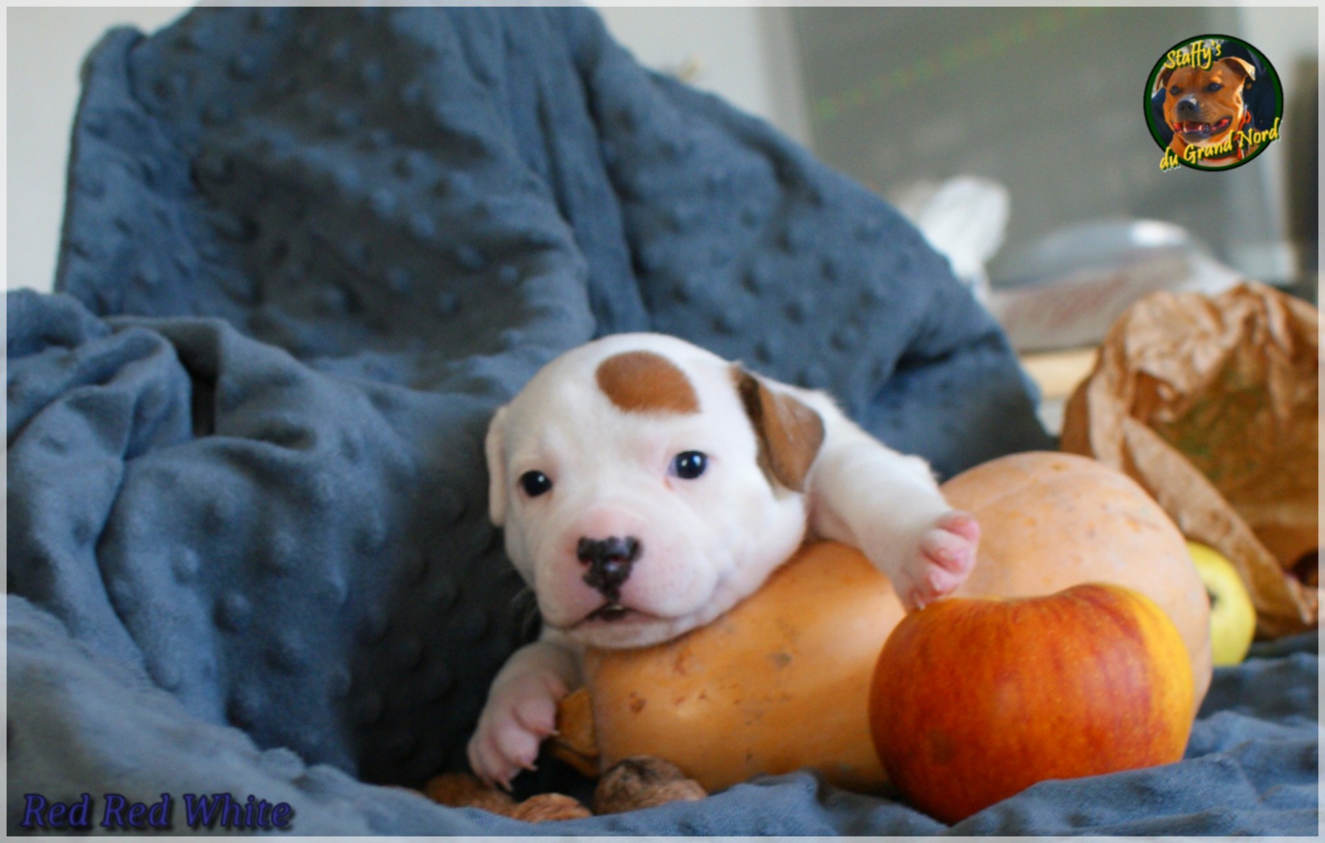 Chiot staffordshire bull terrier