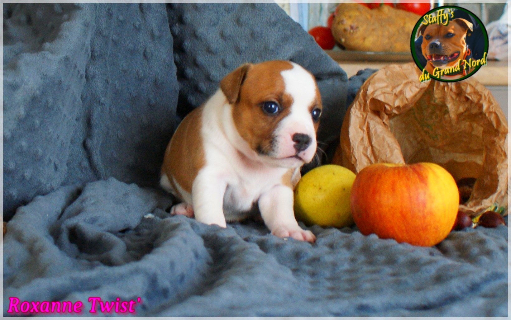 Chiot staffordshire bull terrier