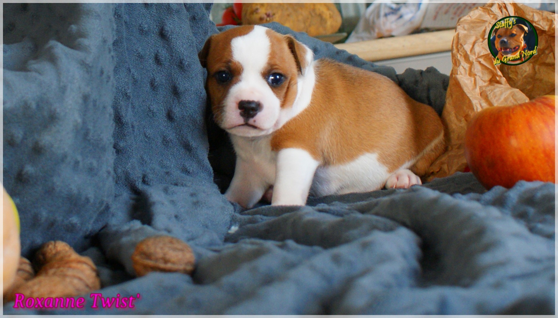 Chiot staffordshire bull terrier