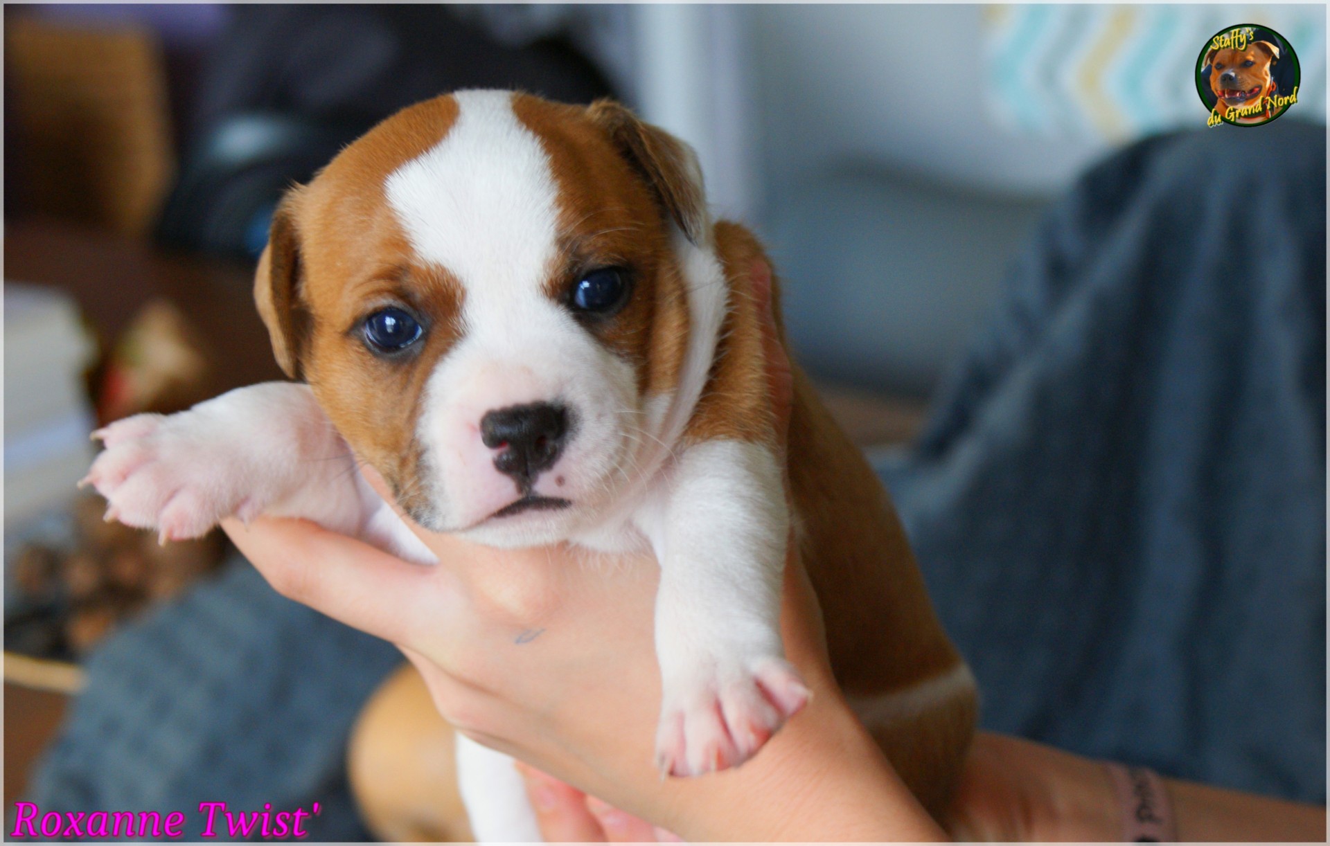 Chiot staffordshire bull terrier