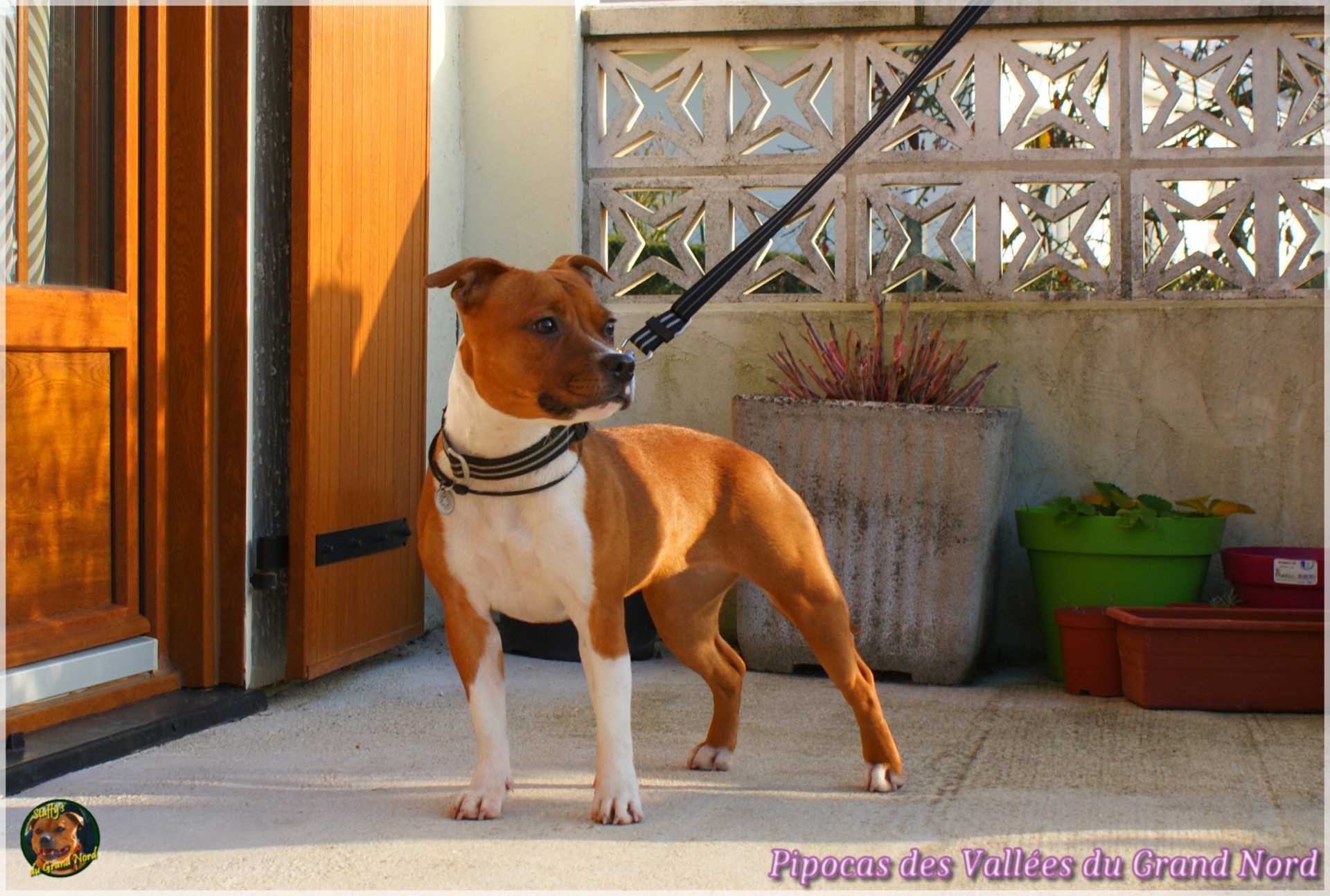 Pipocas (Kalye)