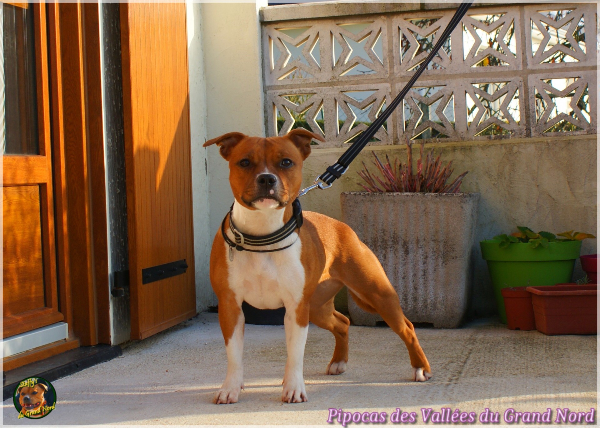 Pipocas (Kalye)