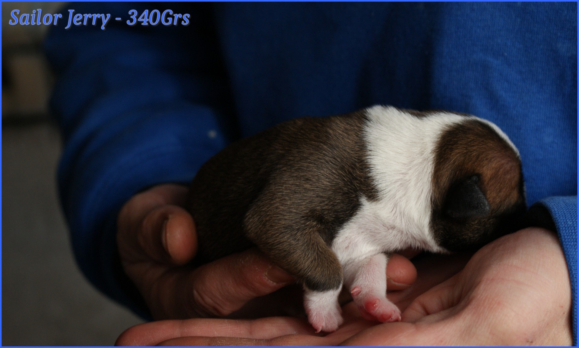 chiots staffordshire bull terrier rouge