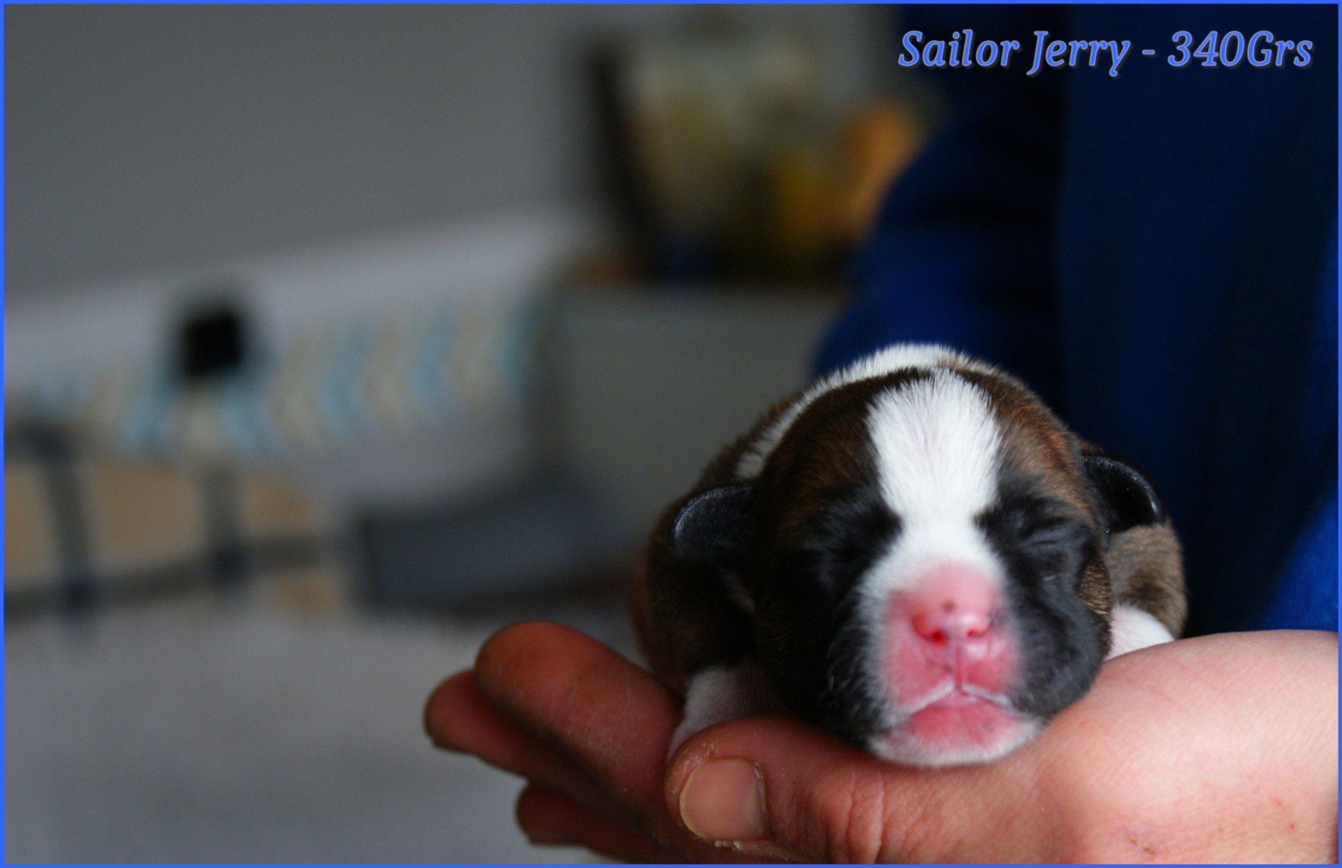 chiots staffordshire bull terrier rouge