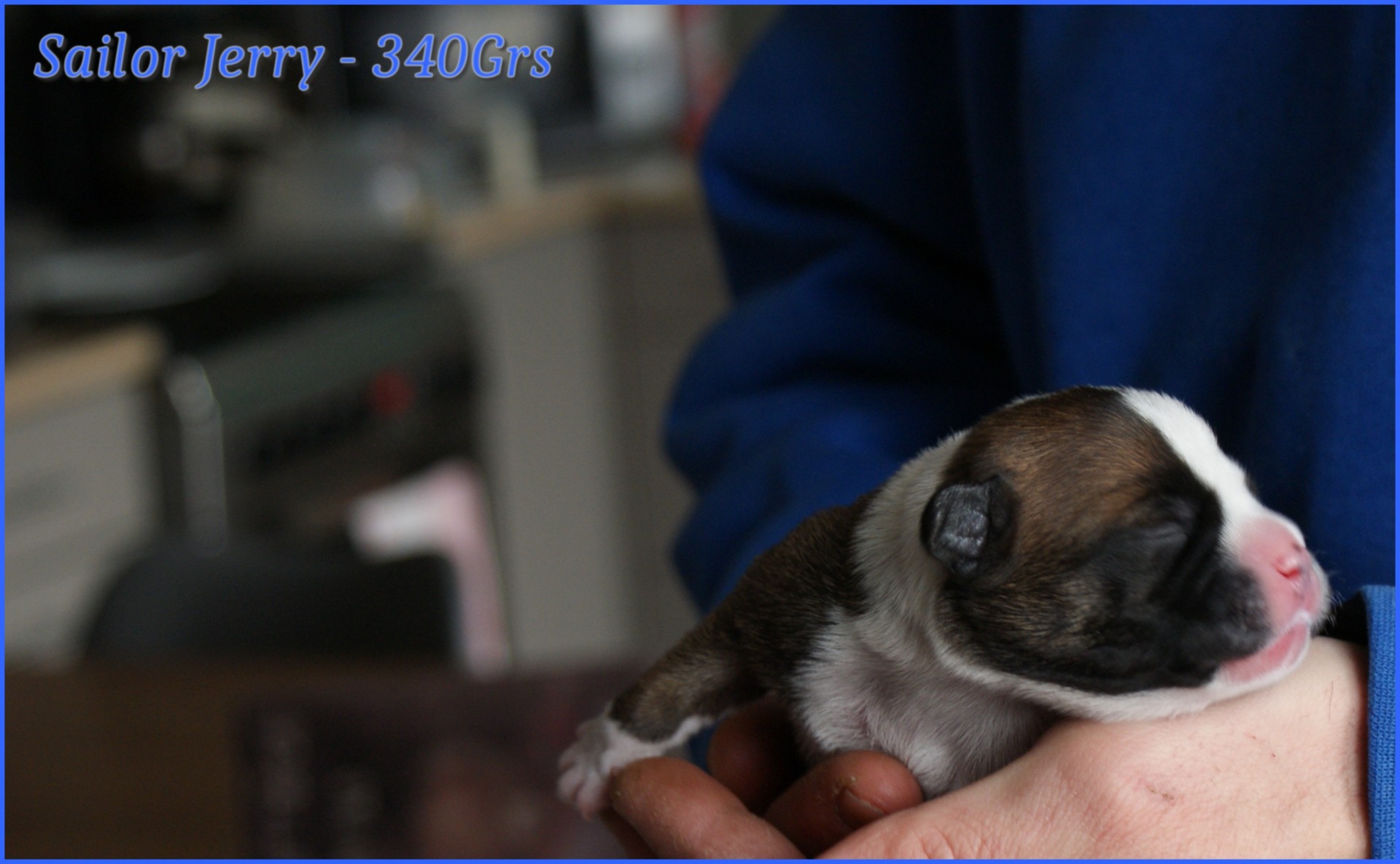 chiots staffordshire bull terrier rouge