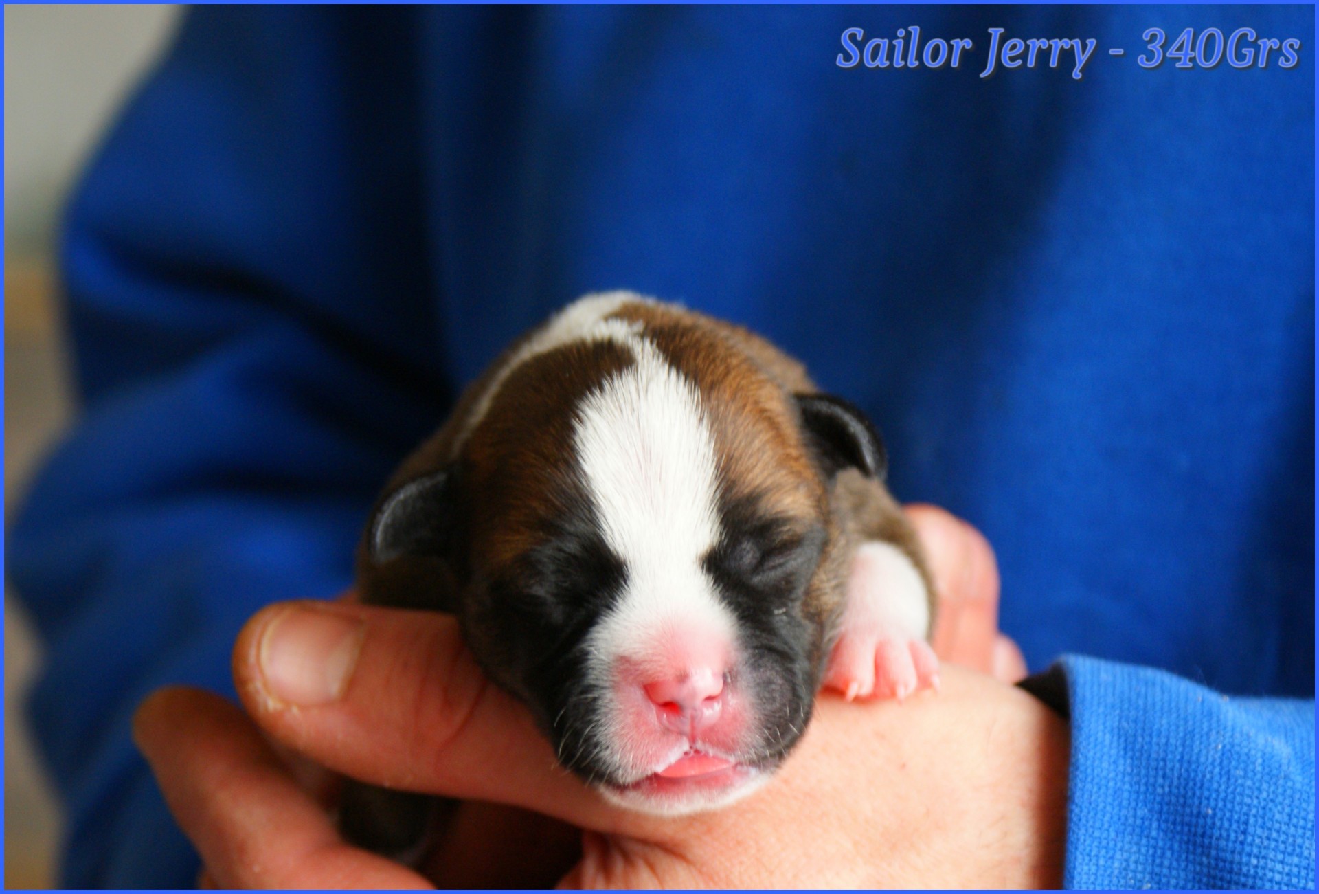 chiots staffordshire bull terrier rouge