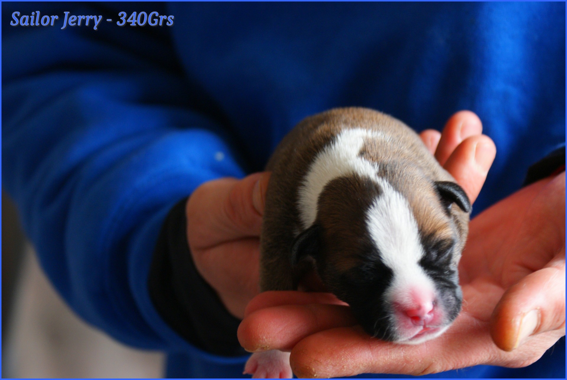 chiots staffordshire bull terrier rouge
