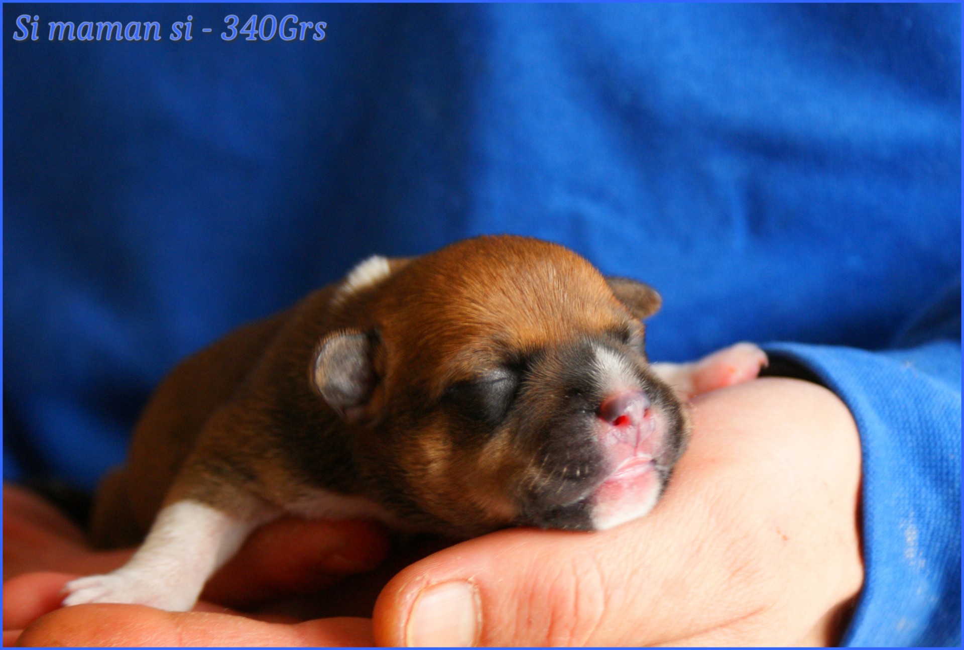 chiots staffordshire bull terrier rouge