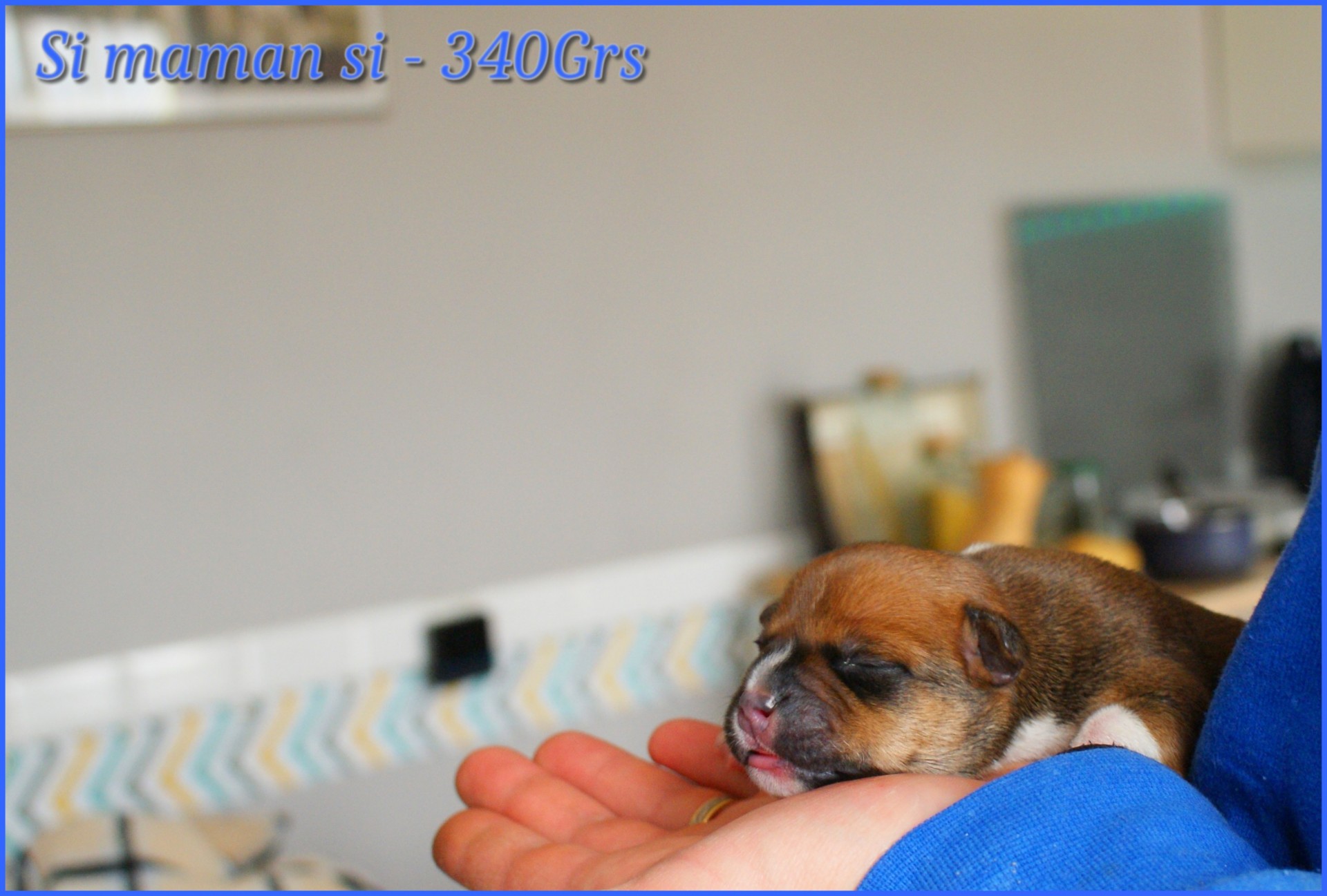 chiots staffordshire bull terrier rouge