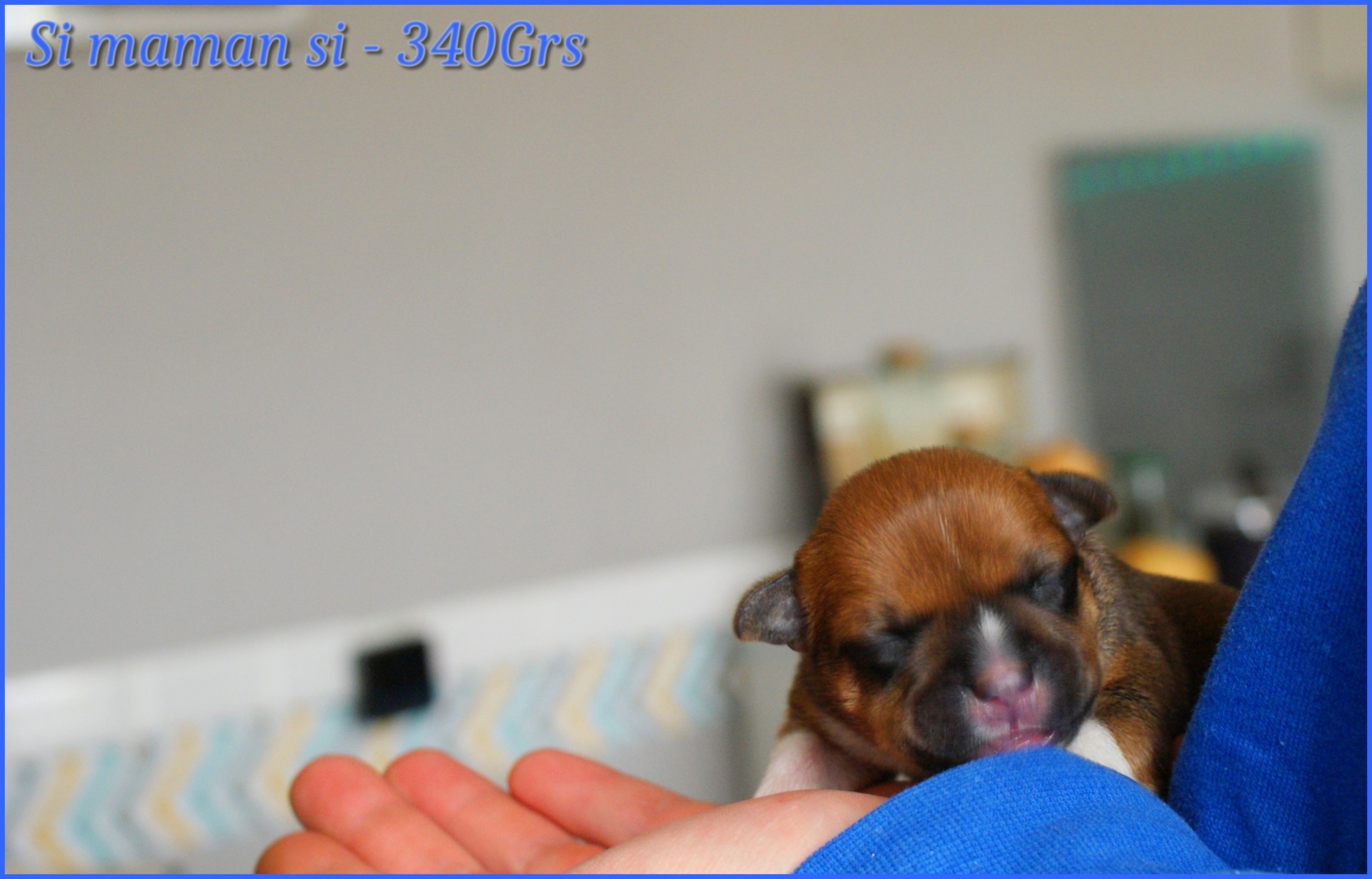 chiots staffordshire bull terrier rouge