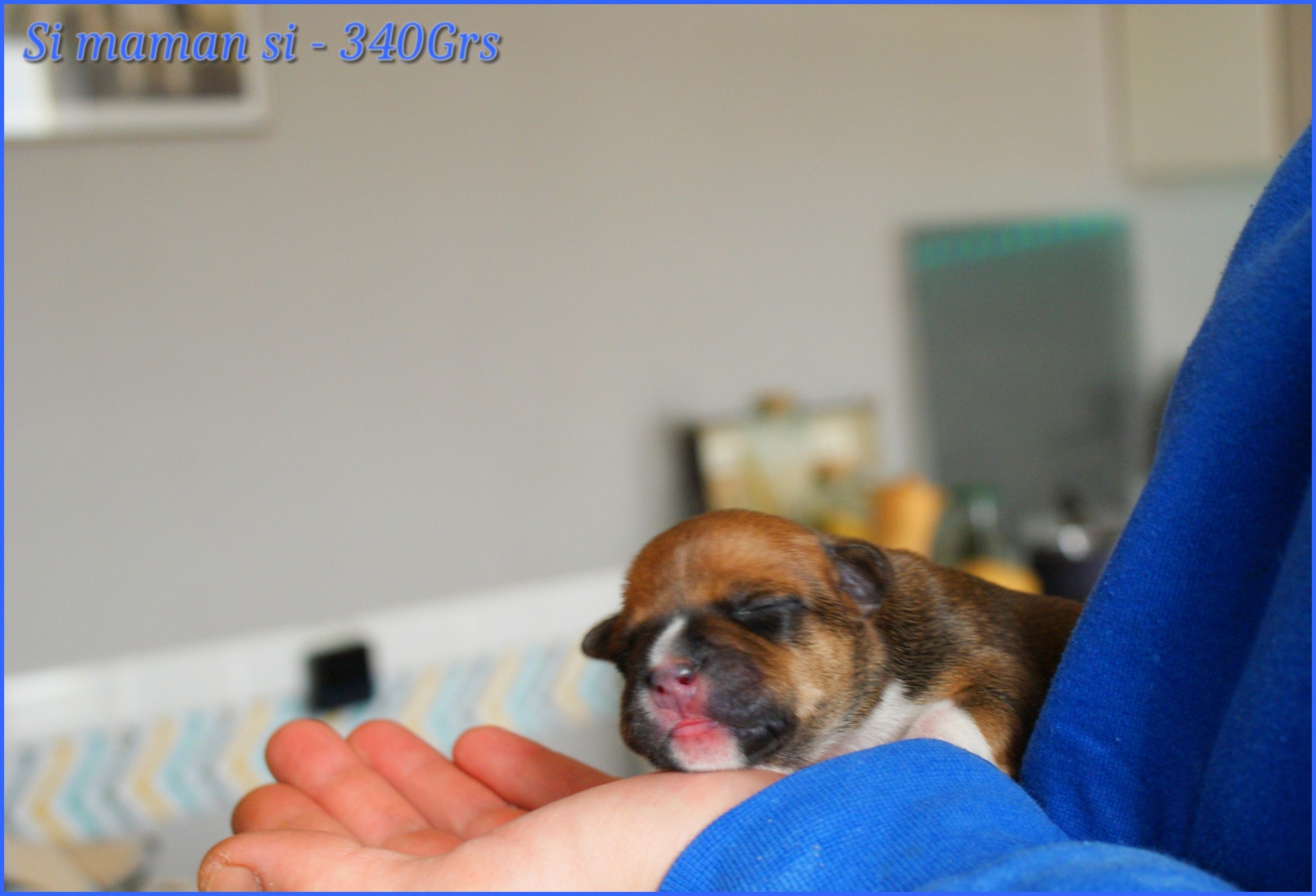 chiots staffordshire bull terrier rouge