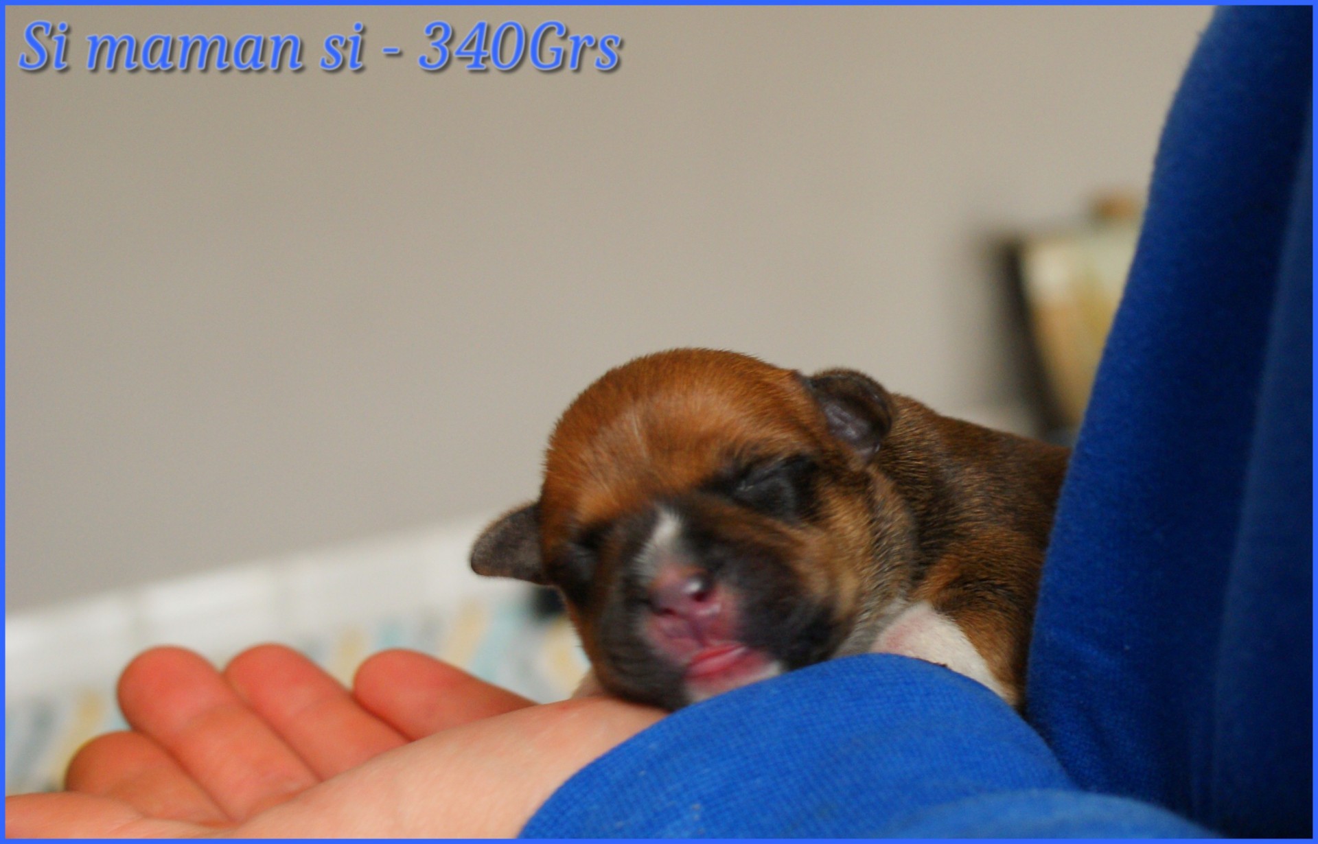 chiots staffordshire bull terrier rouge
