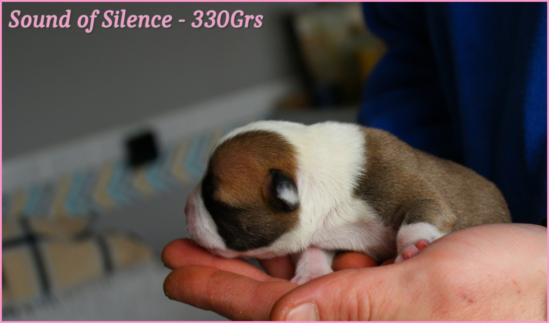 chiots staffordshire bull terrier rouge