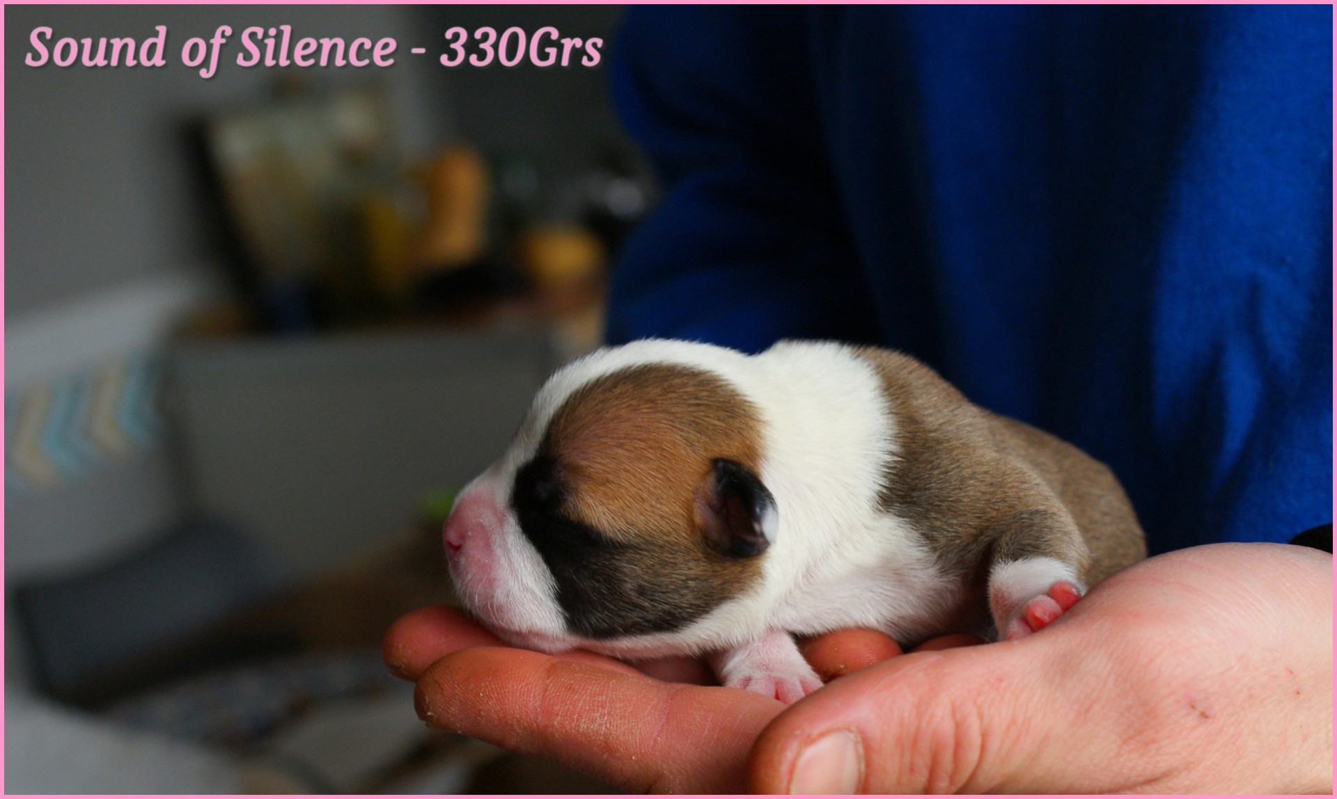 chiots staffordshire bull terrier rouge