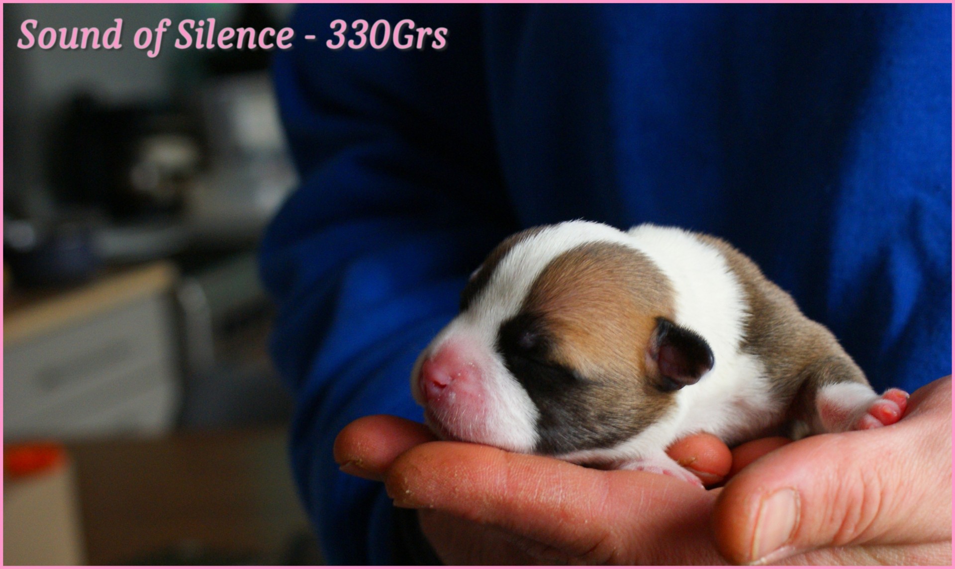 chiots staffordshire bull terrier rouge