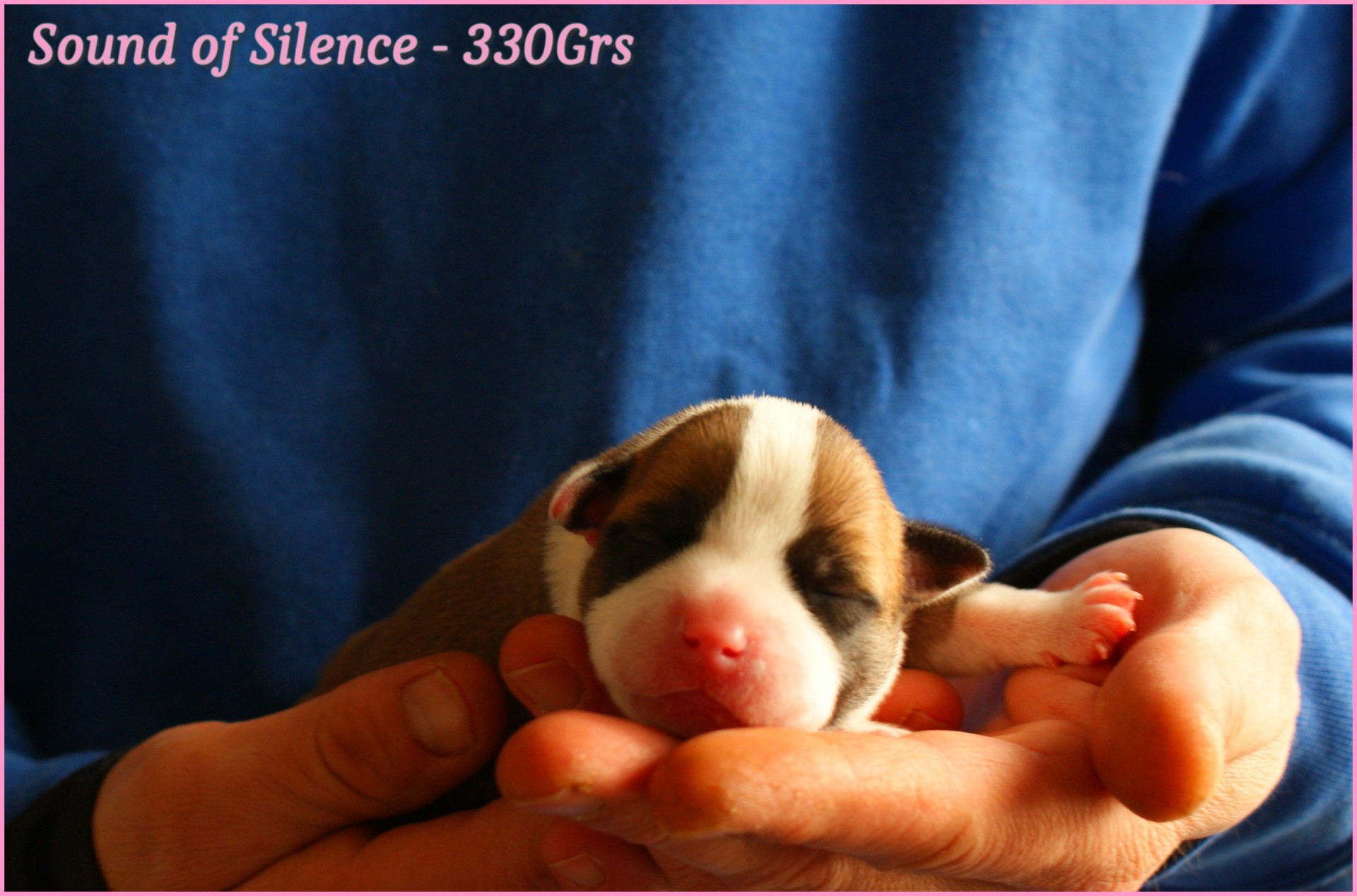 chiots staffordshire bull terrier rouge