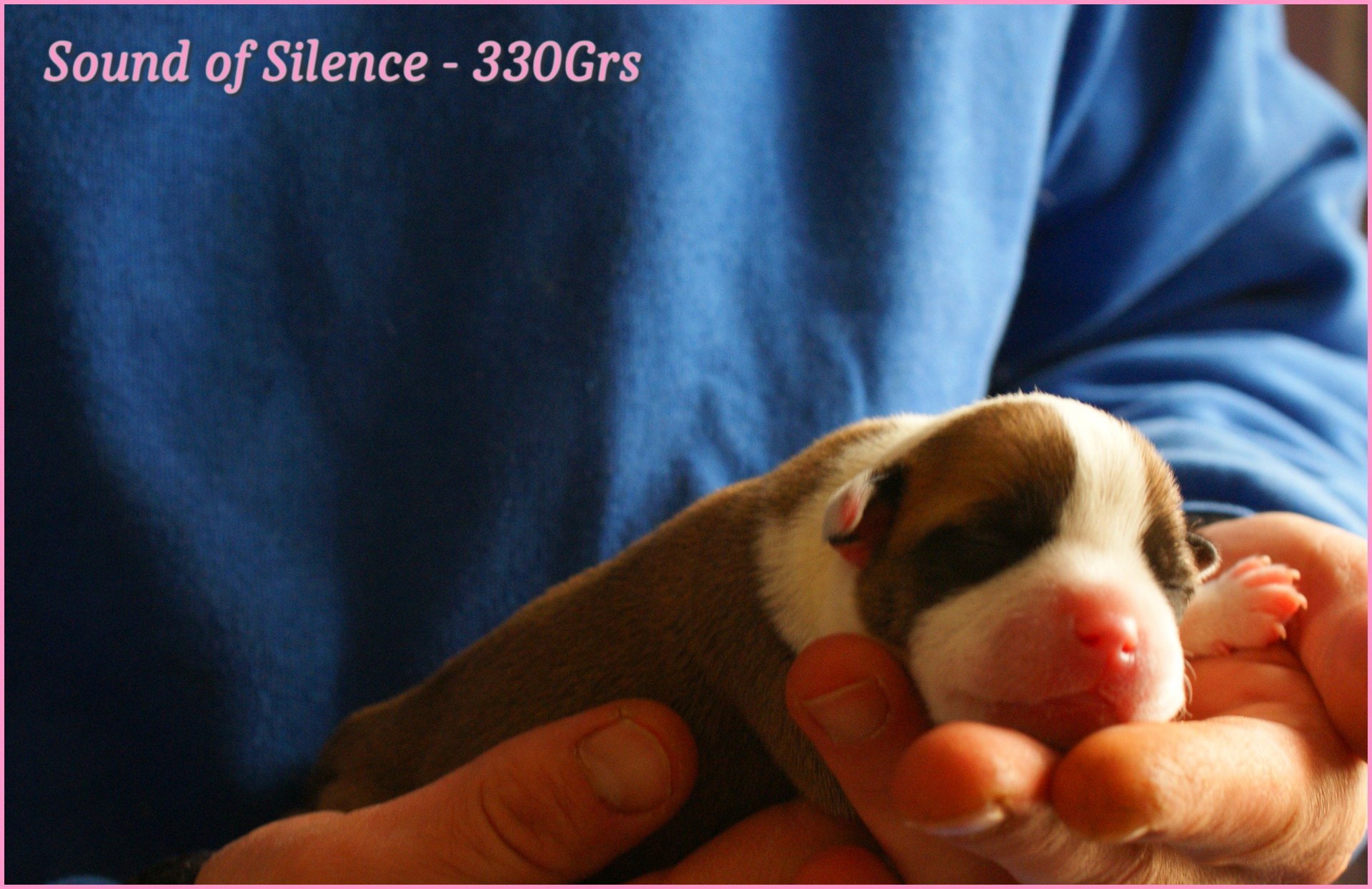 chiots staffordshire bull terrier rouge