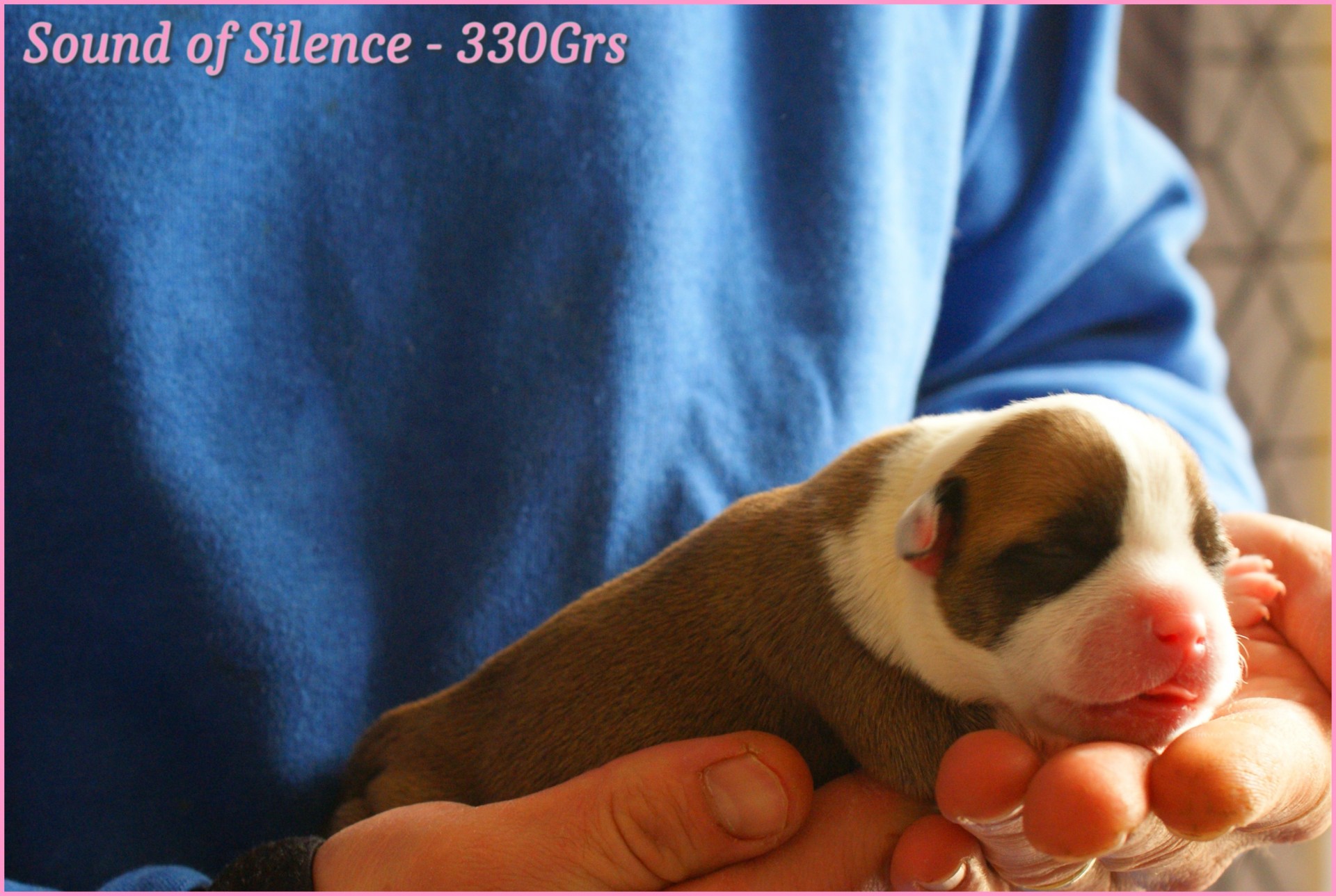chiots staffordshire bull terrier rouge