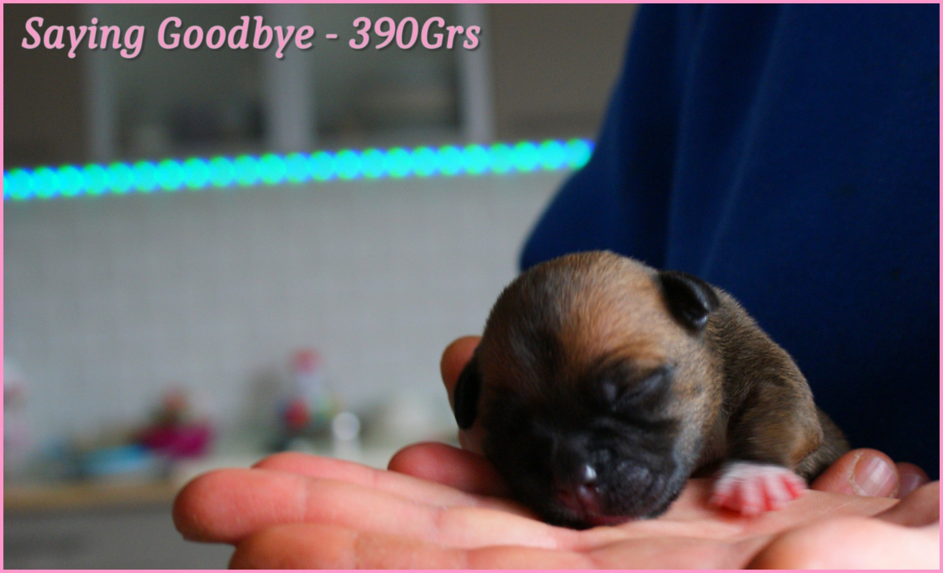 chiots staffordshire bull terrier rouge