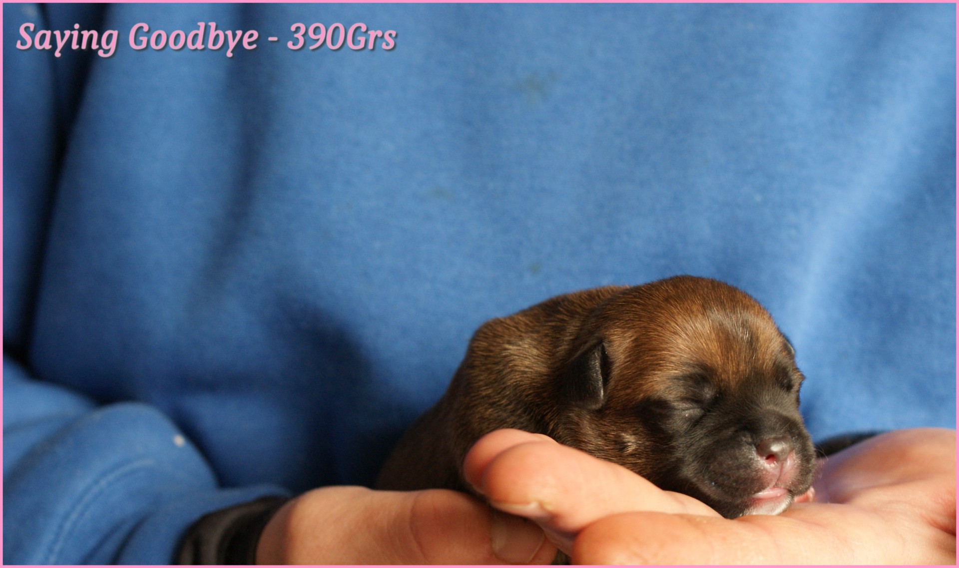 chiots staffordshire bull terrier rouge