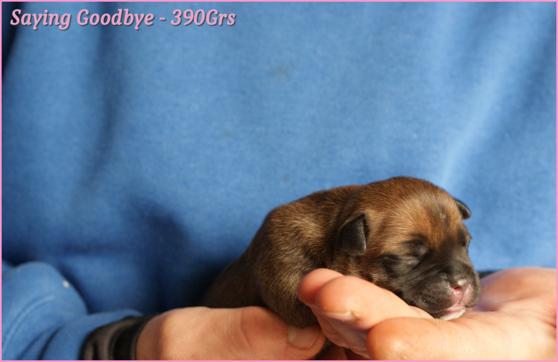 chiots staffordshire bull terrier rouge