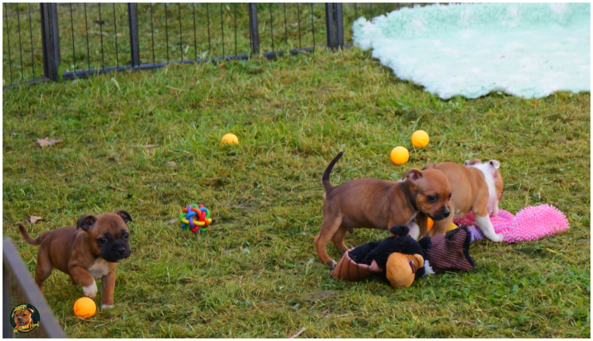 staffys du grand nord 