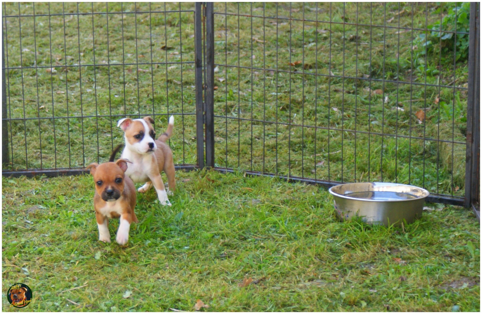 staffys du grand nord 