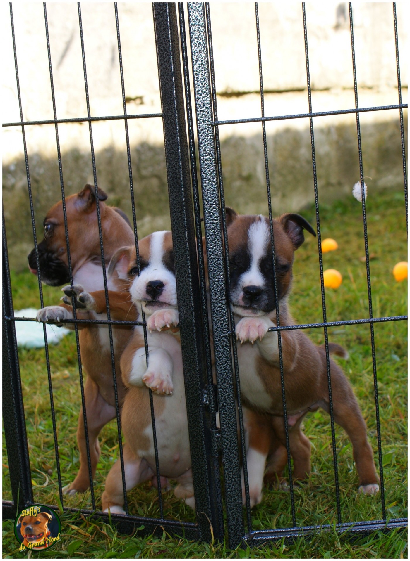 staffys du grand nord 