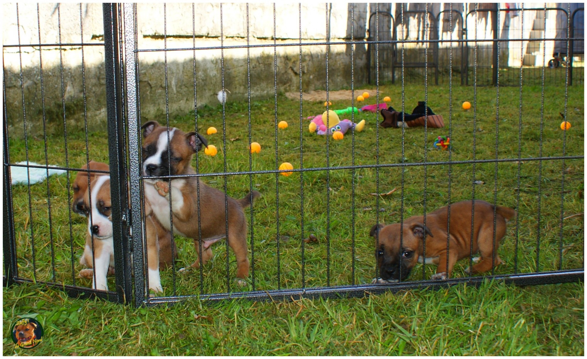 staffys du grand nord 