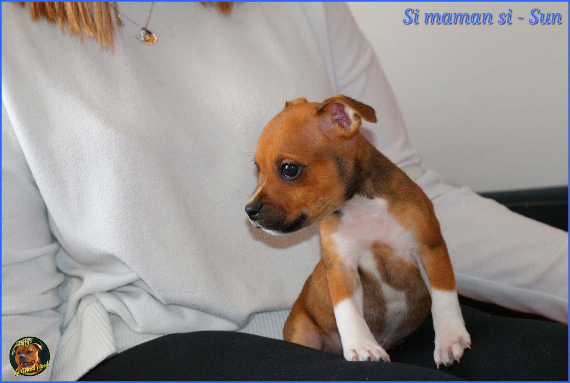 staffys du grand nord 