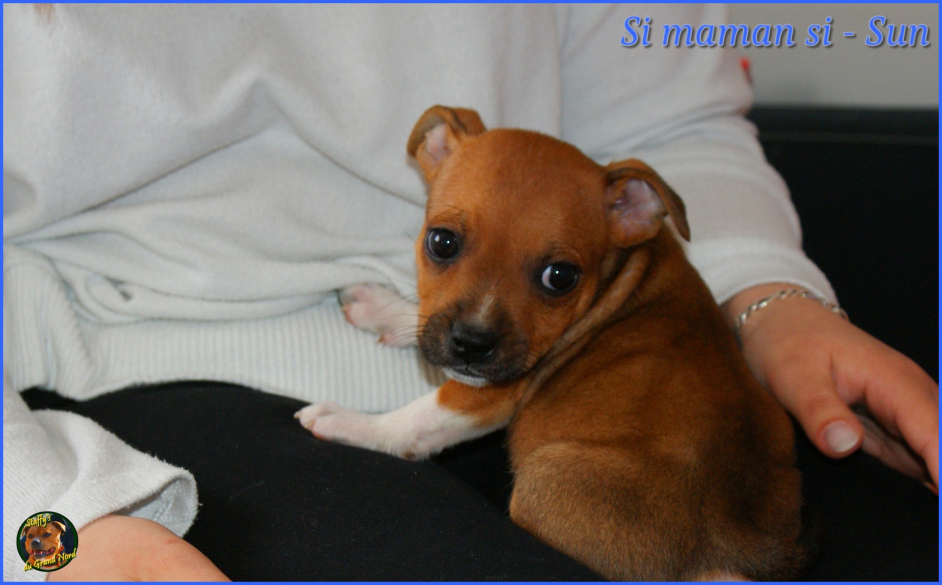 staffys du grand nord 