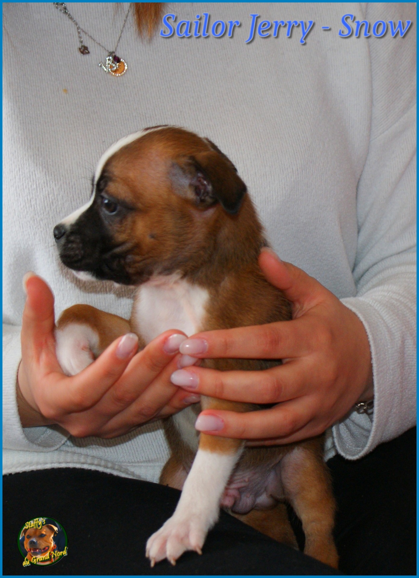 staffys du grand nord 