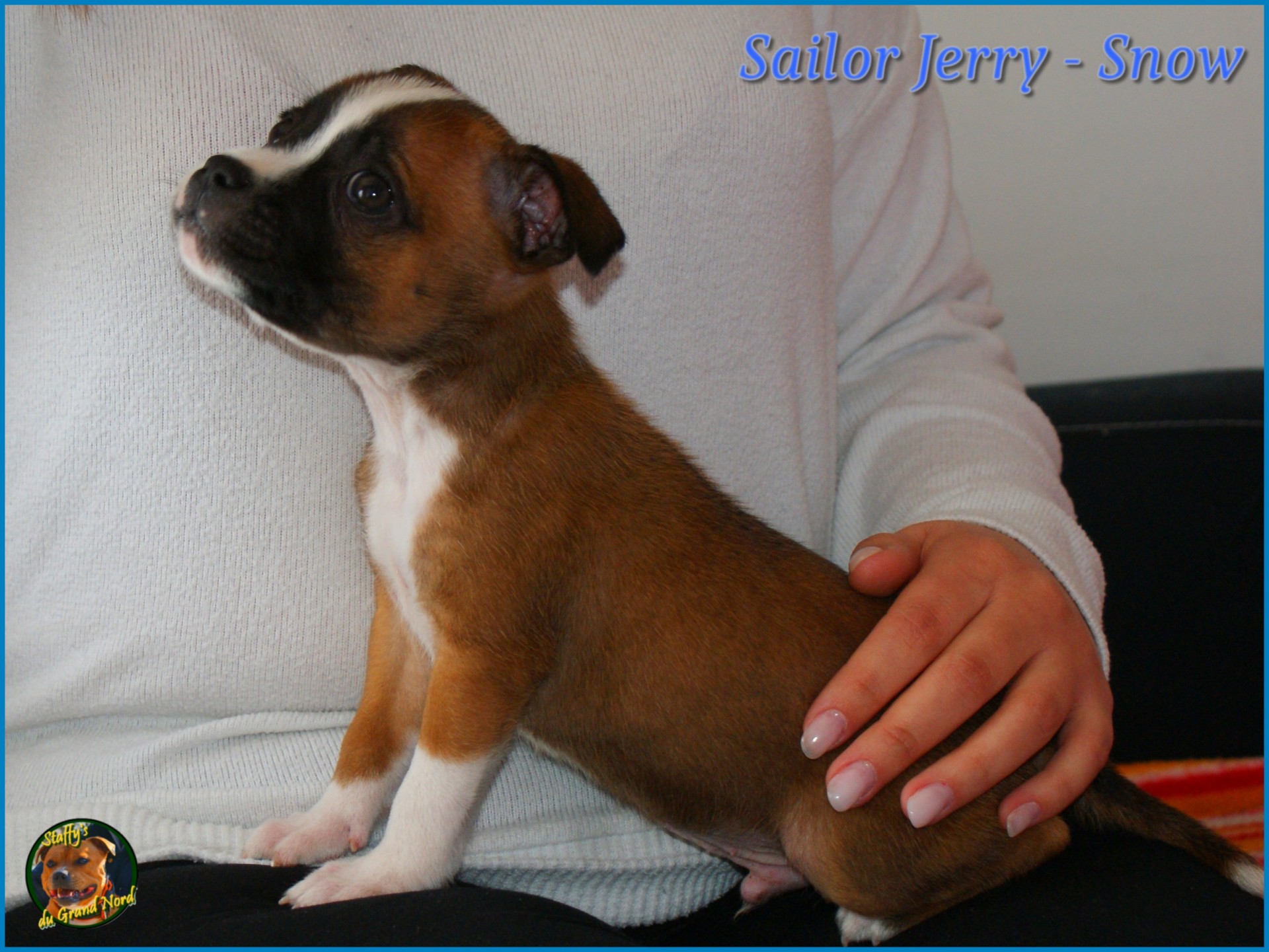 staffys du grand nord 