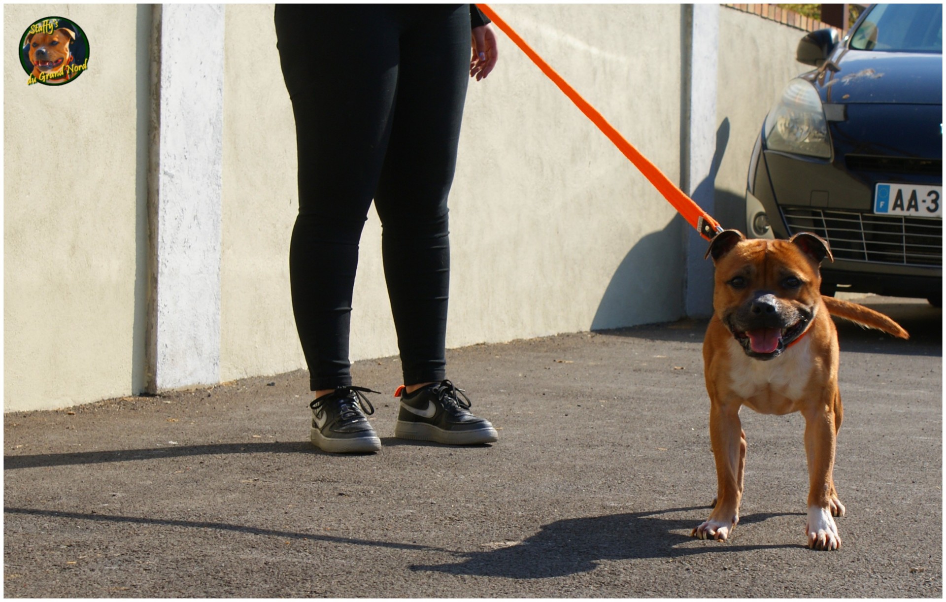 staffy's du grand nord