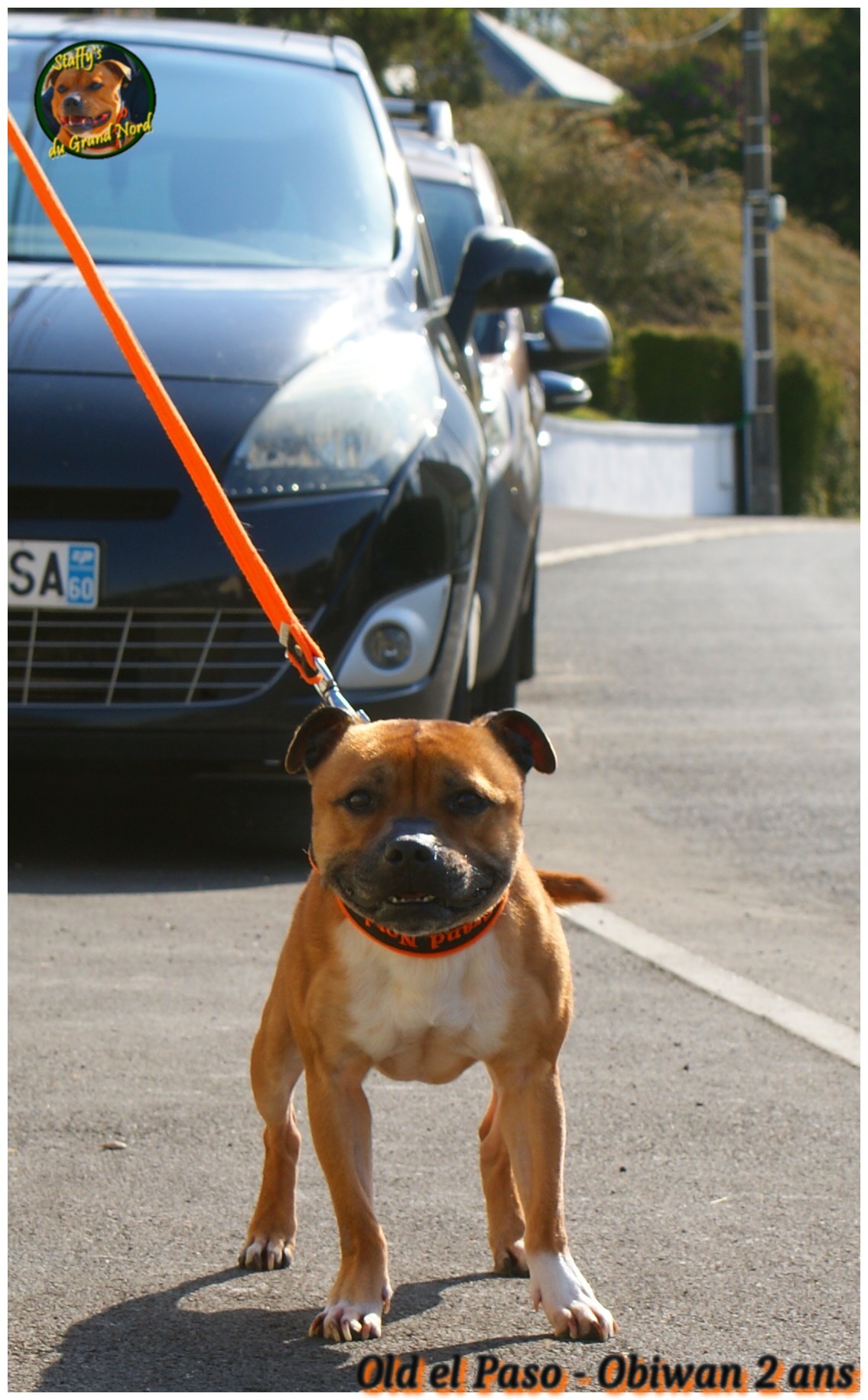 staffy's du grand nord