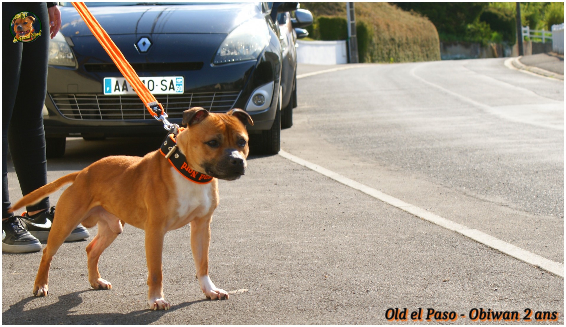 staffy's du grand nord