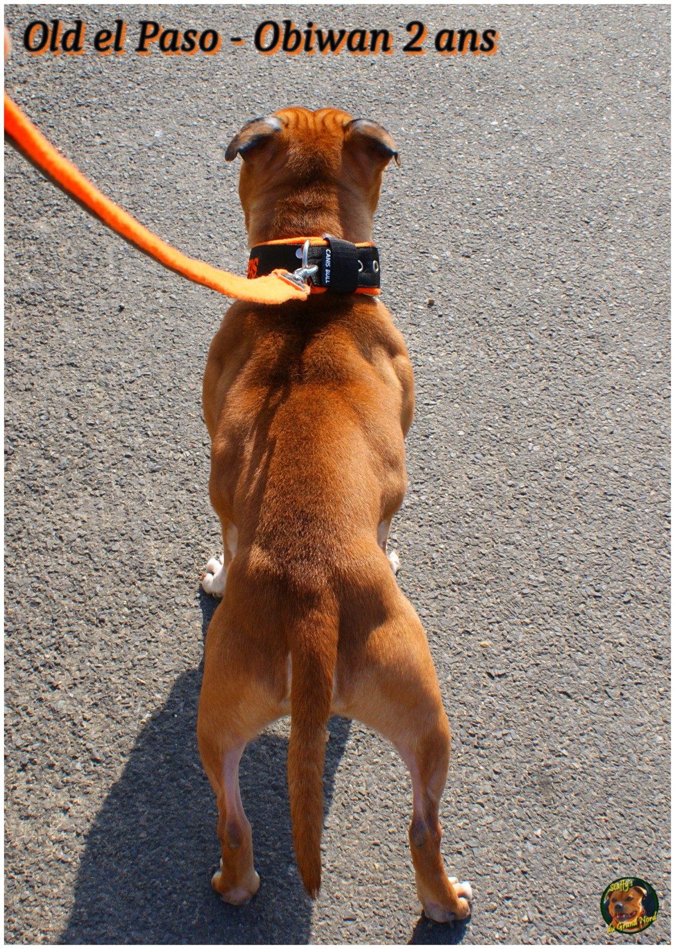 staffy's du grand nord